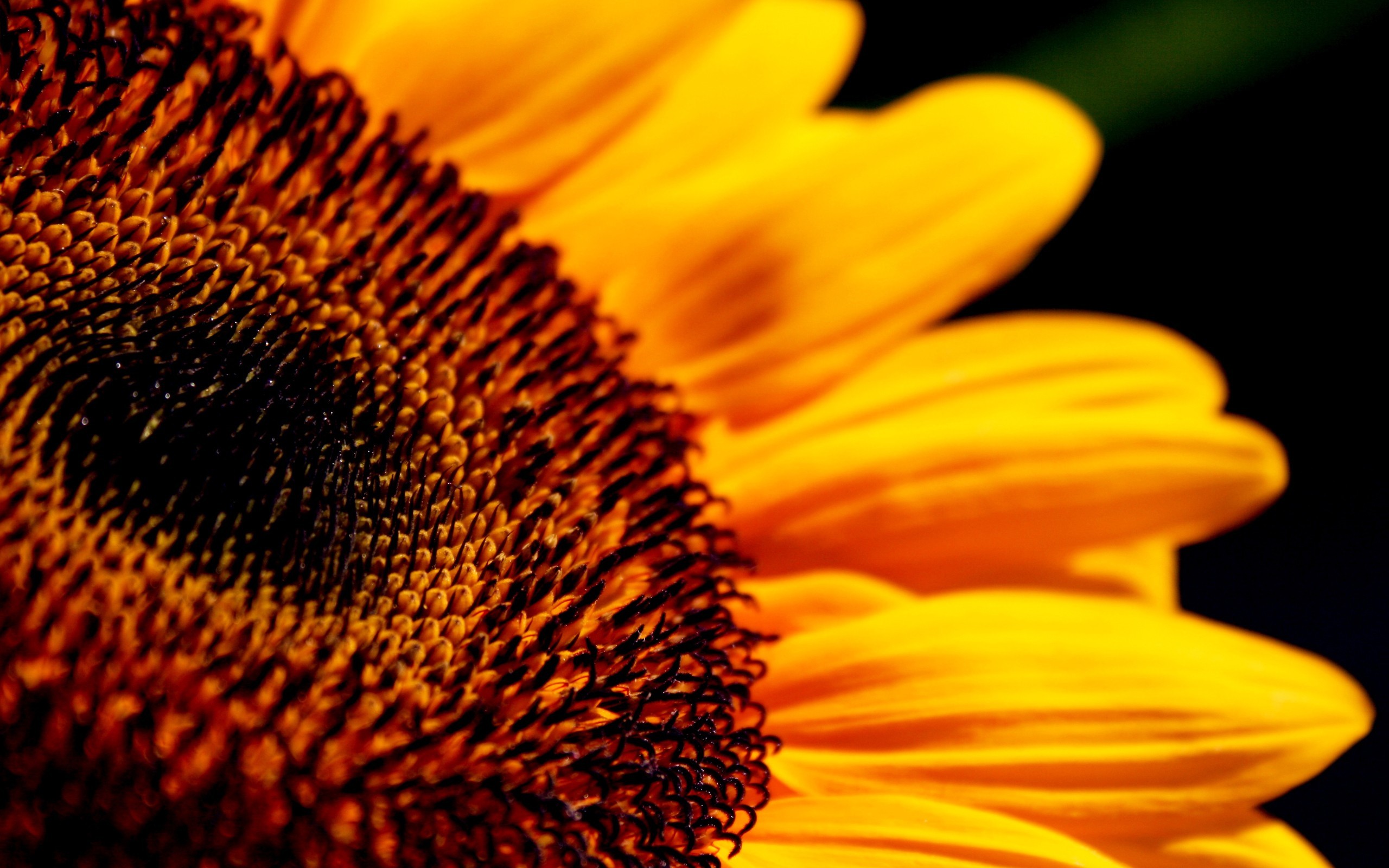 2560x1600 All posts tagged Sunflower Wallpapers