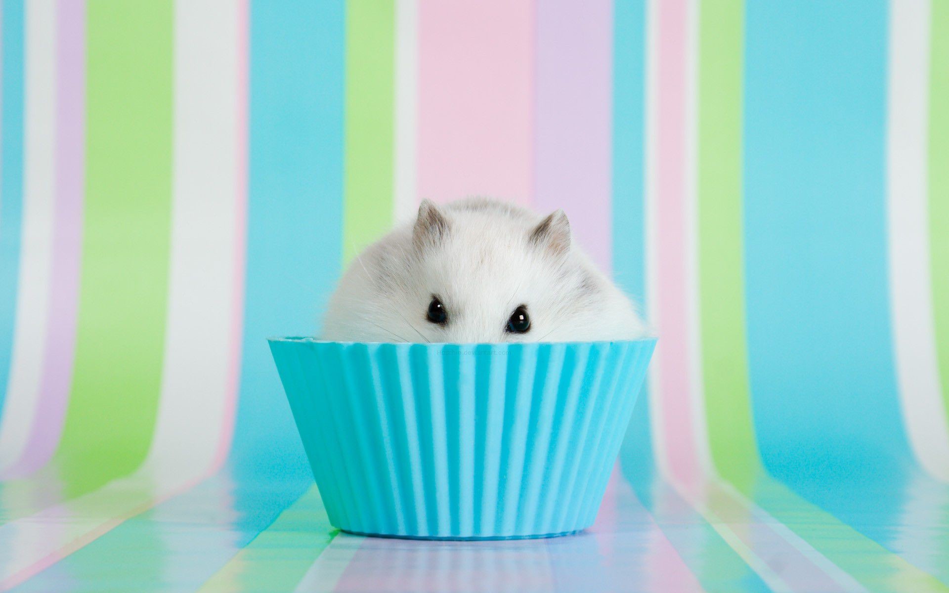 1920x1200 cute hamster on cup hd wallpapers