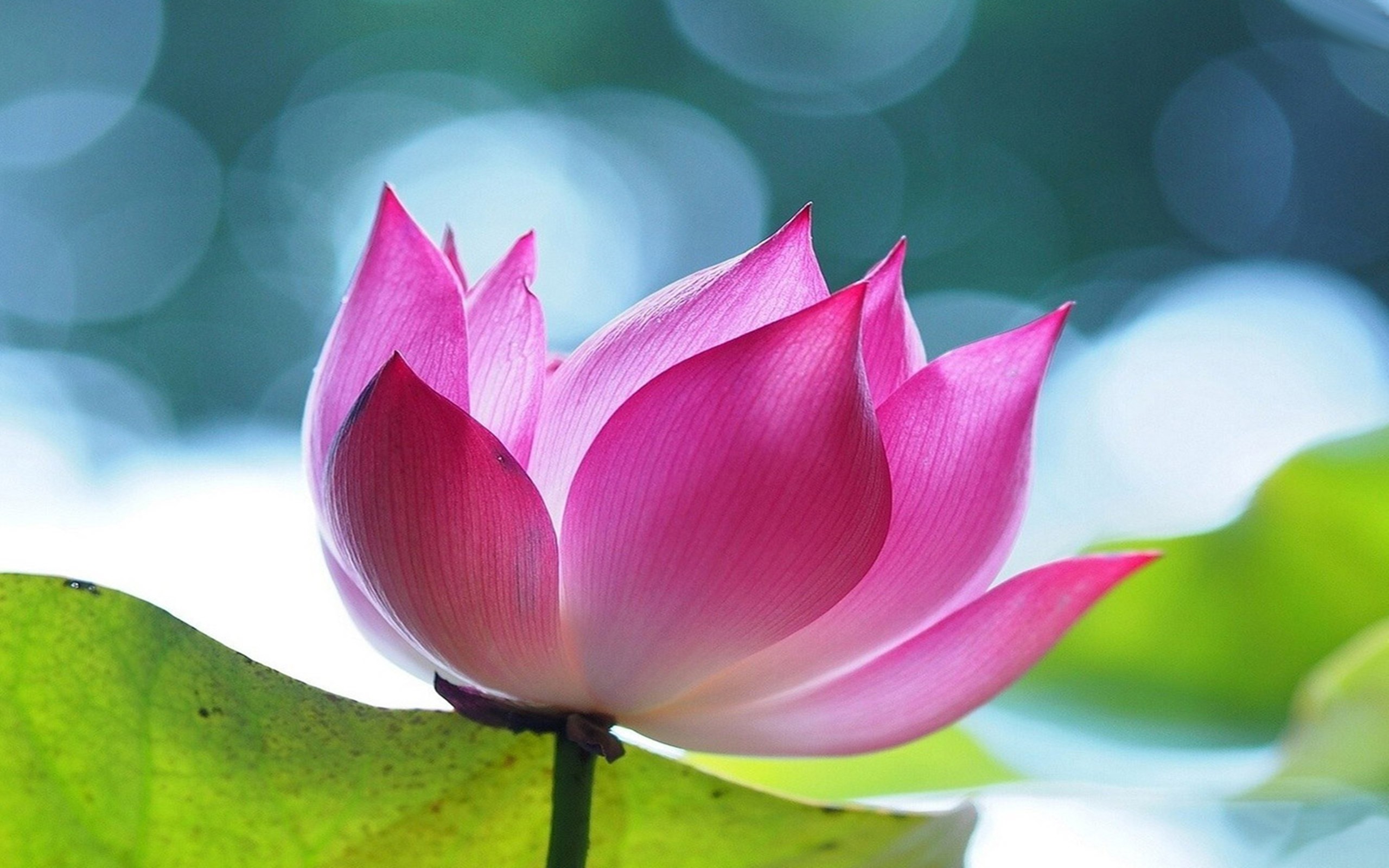 Colourful Lotus Flower HD Wallpaper