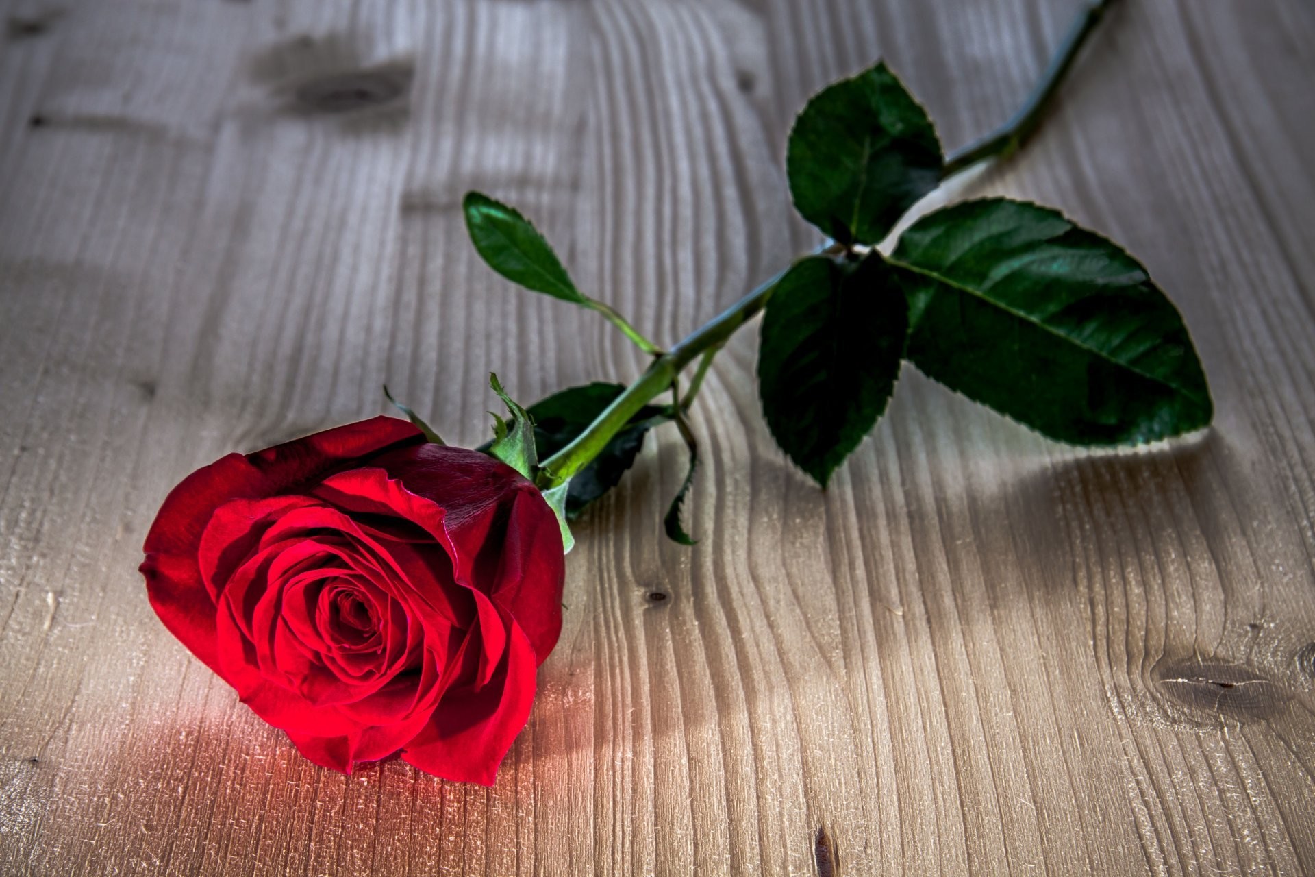 Black rose, flower, rose, HD phone wallpaper | Peakpx