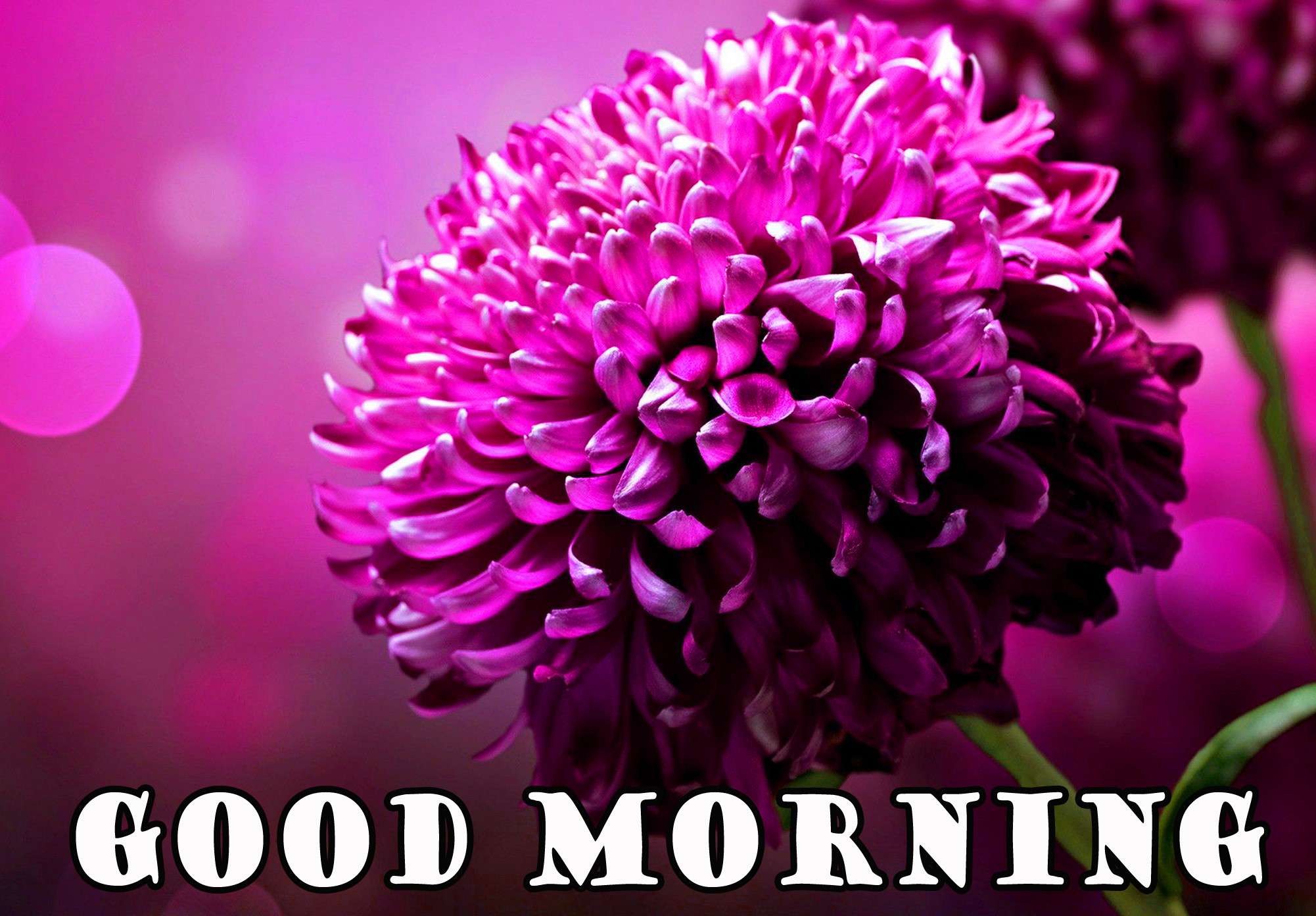 2002x1392 Good Morning Flowers Wallpaper Pictures Images HD Download