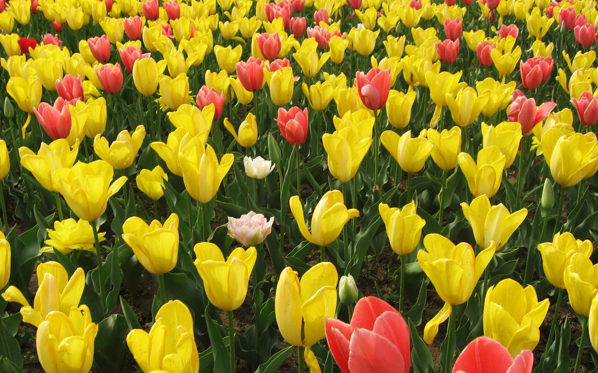 1920x1200 Yellow and Red Tulip Flowers 7321