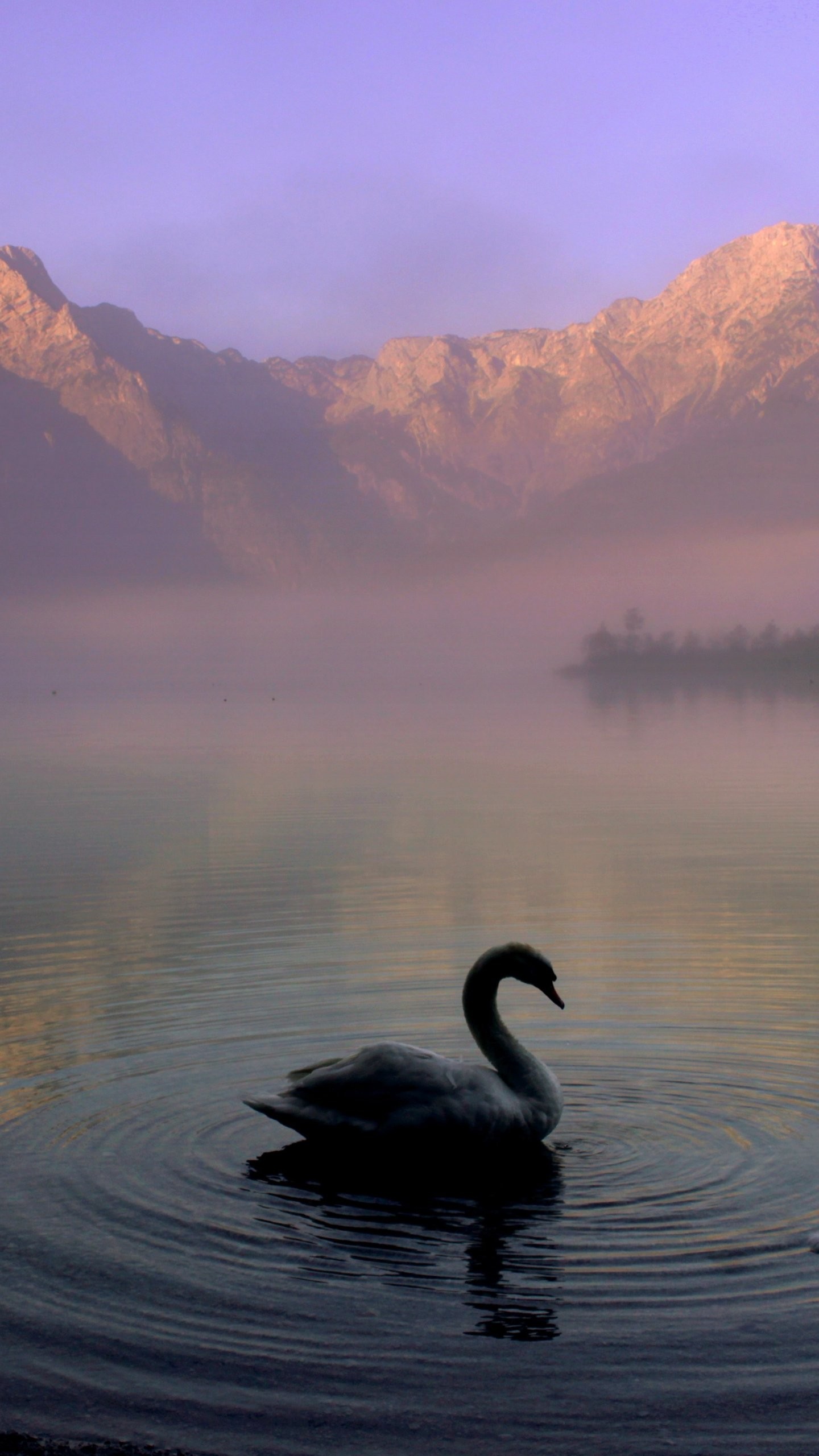 1440x2560 Swan in Mountain Lake