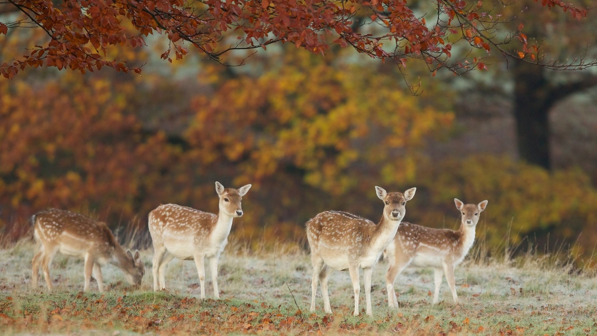 1920x1080 ... Background Full HD 1080p.  Wallpaper deer, nature, fall, leaves