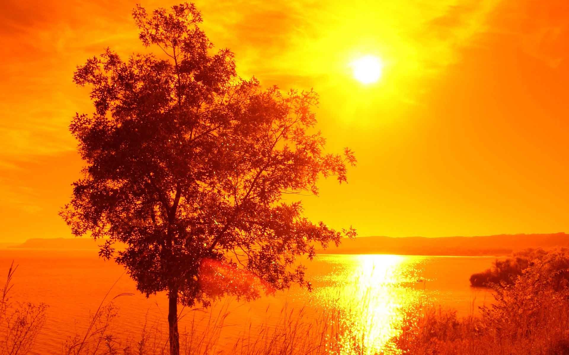 1920x1200 Sunrise Sunset Nature Trees Landscapes HD Animated Wallpapers