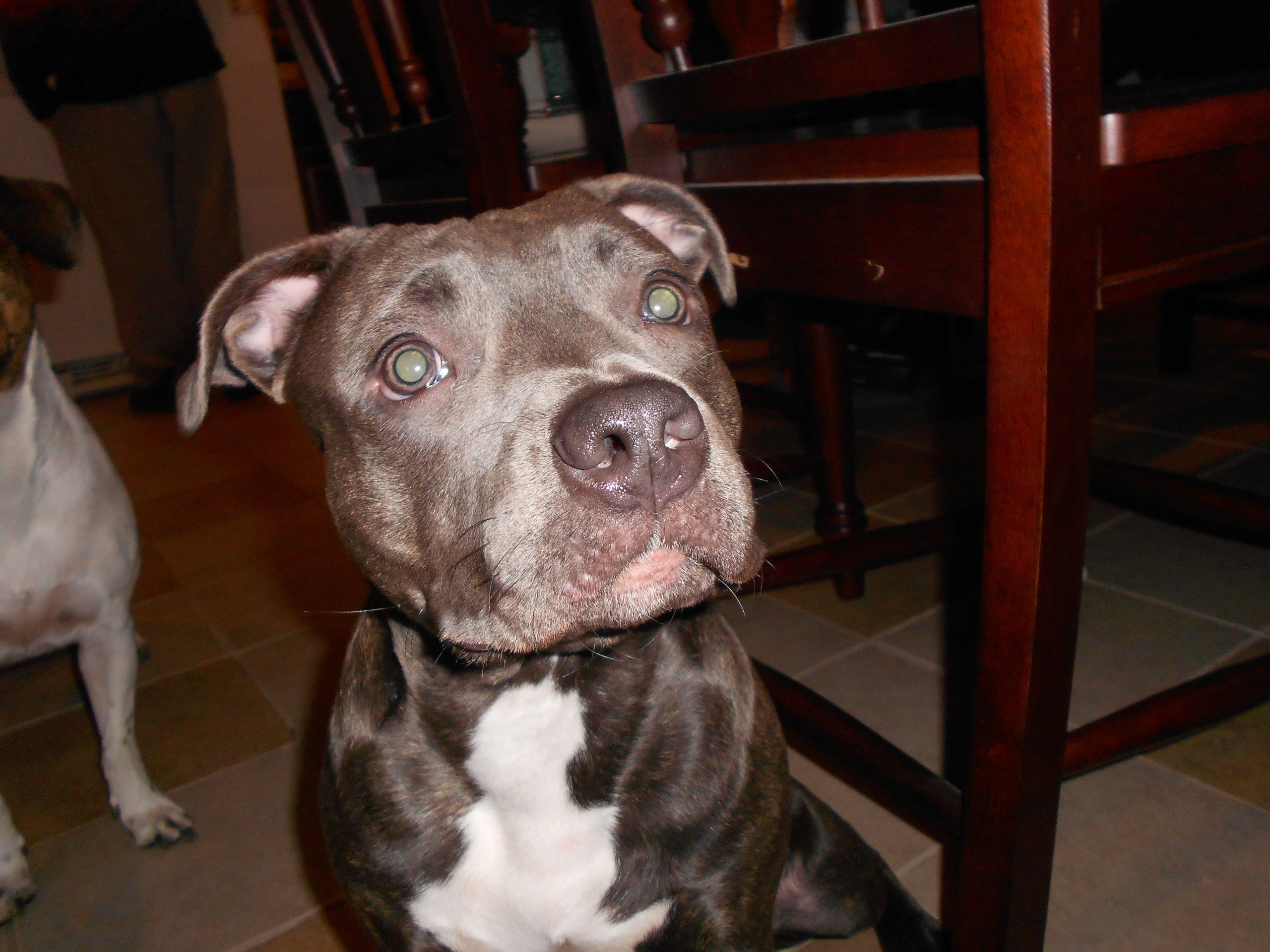 2560x1920 Pit Bulls images Pit bull name: Isis HD wallpaper and background photos