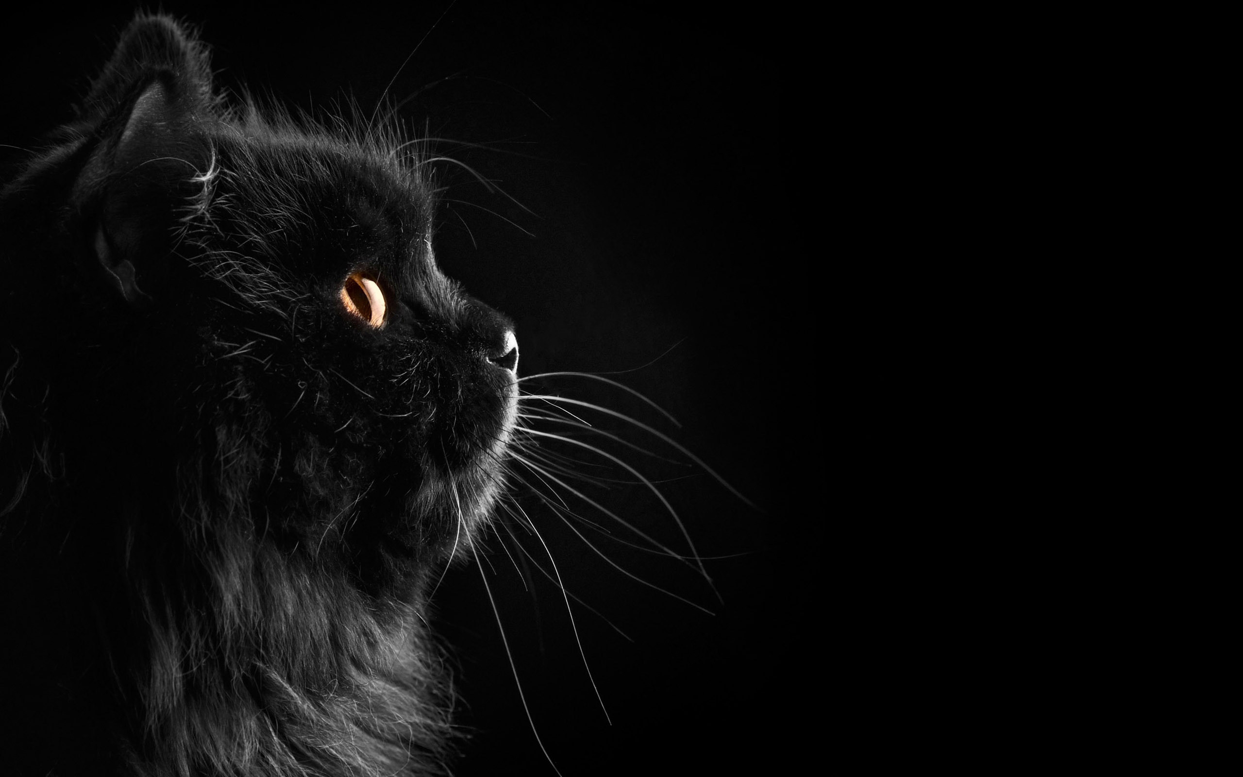 2560x1600 black cat eyes hd. Â«Â«