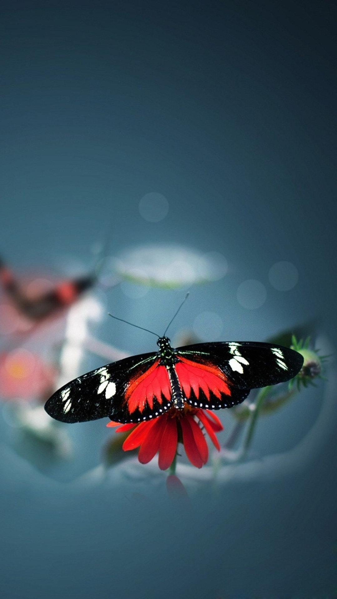 1080x1920 Nature Beautiful Butterfly Animal Flower Water Blur #iPhone #6 #plus # wallpaper