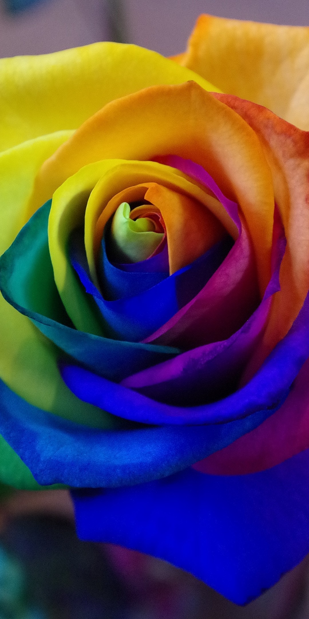 1080x2160 Colorful Rose, Macro, Petals, Rainbow