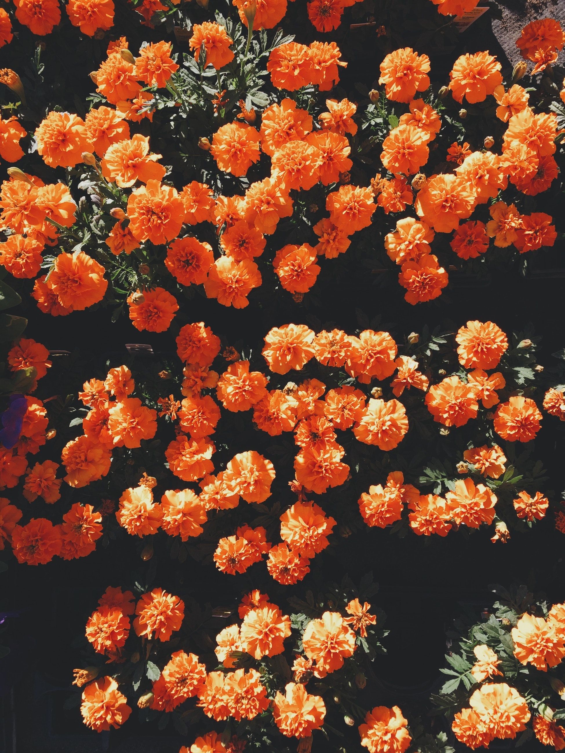 1950x2600 nice orange flowers