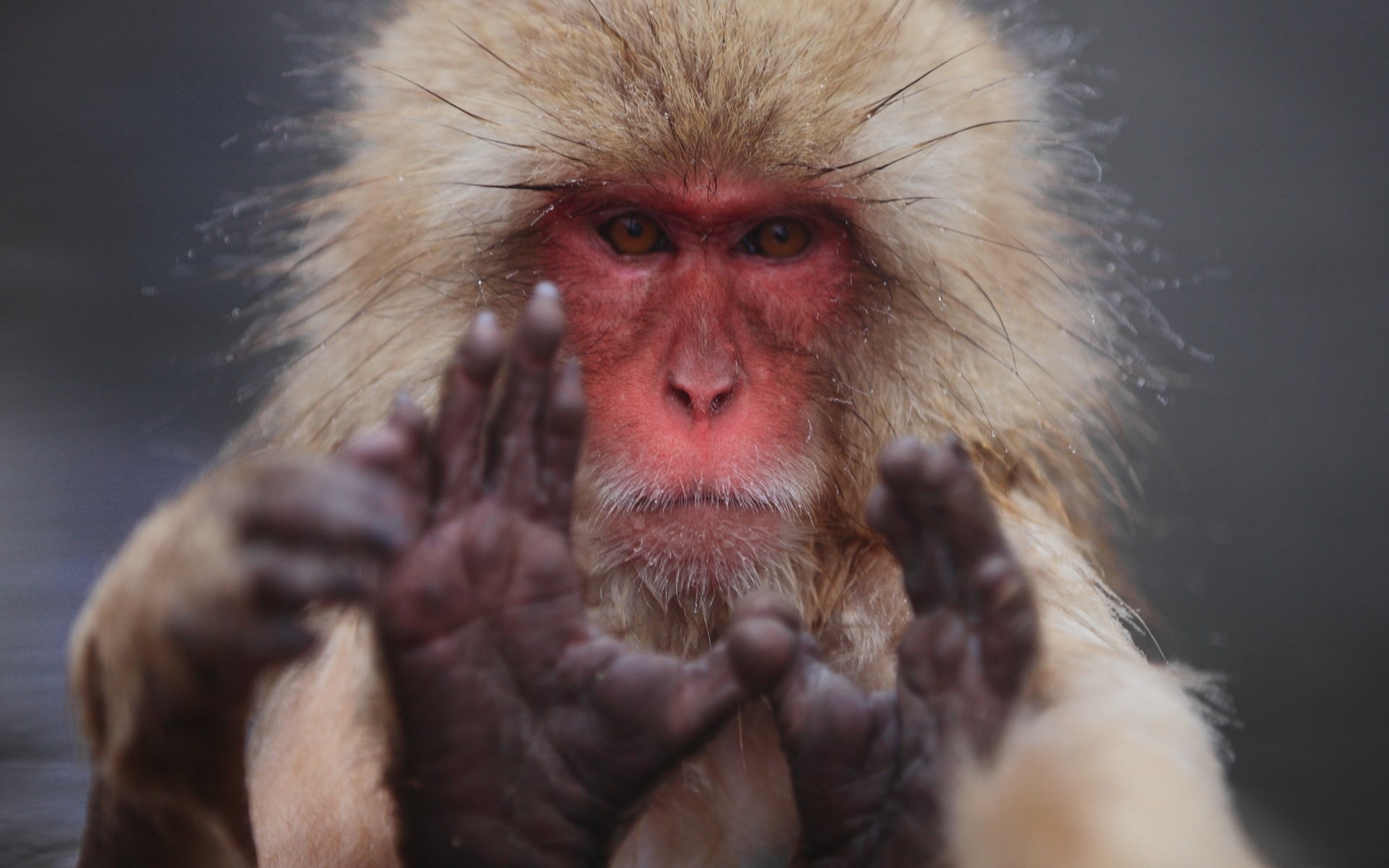 1920x1200 free desktop wallpaper downloads japanese macaque - japanese macaque  category