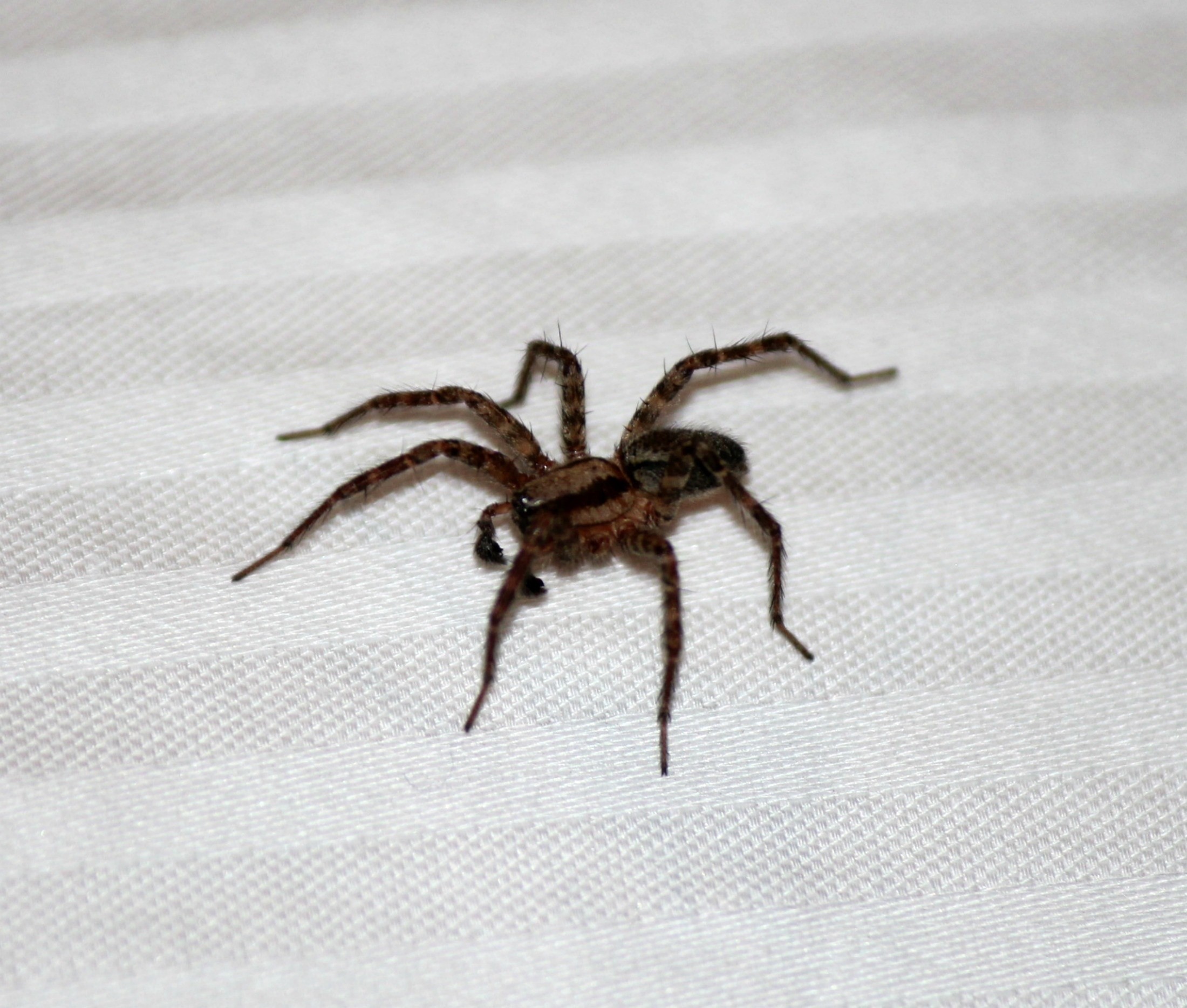 2200x1869 brown and black huntsman spider