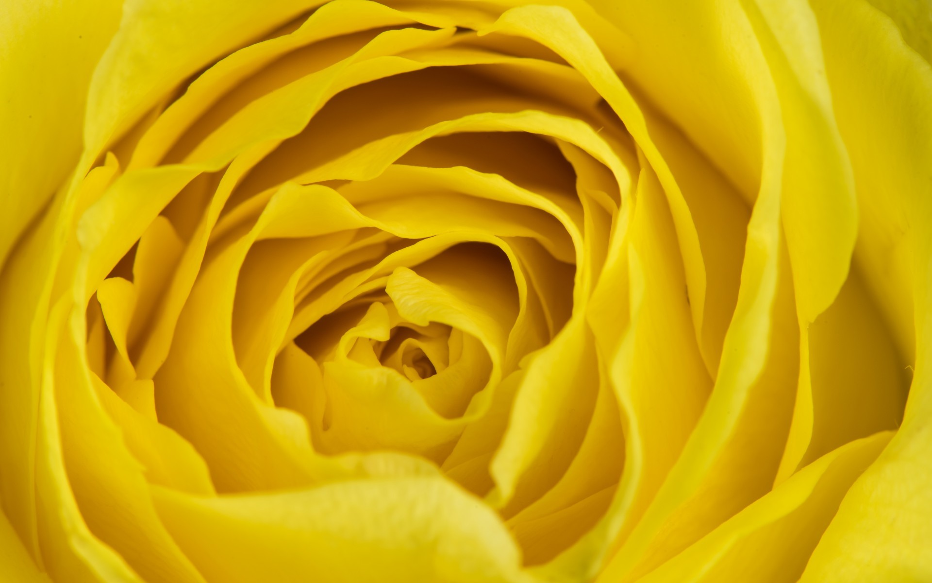 1920x1200 Flowers / Yellow rose Wallpaper