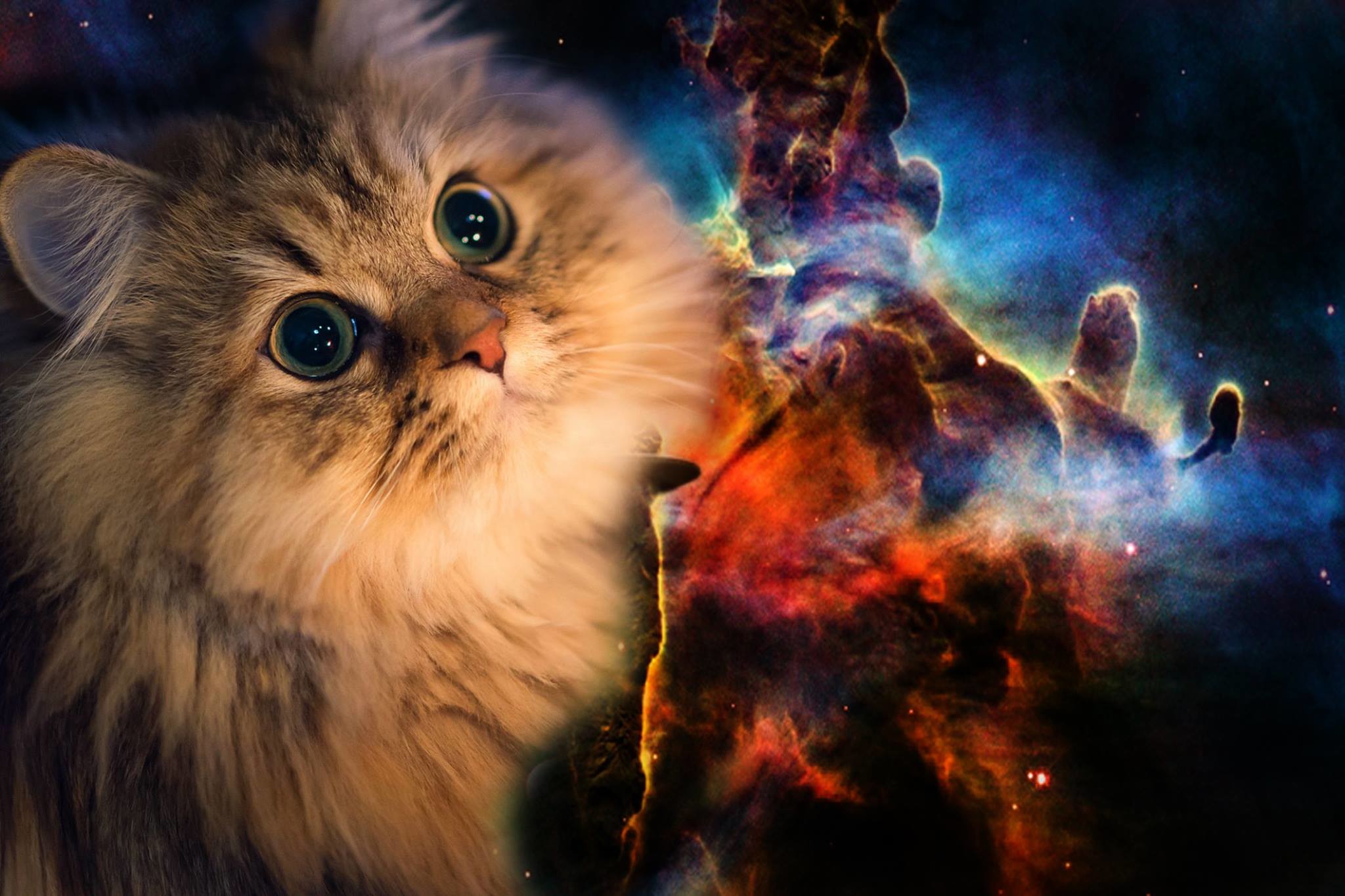 2048x1365 Space Cat Wallpapers High Quality
