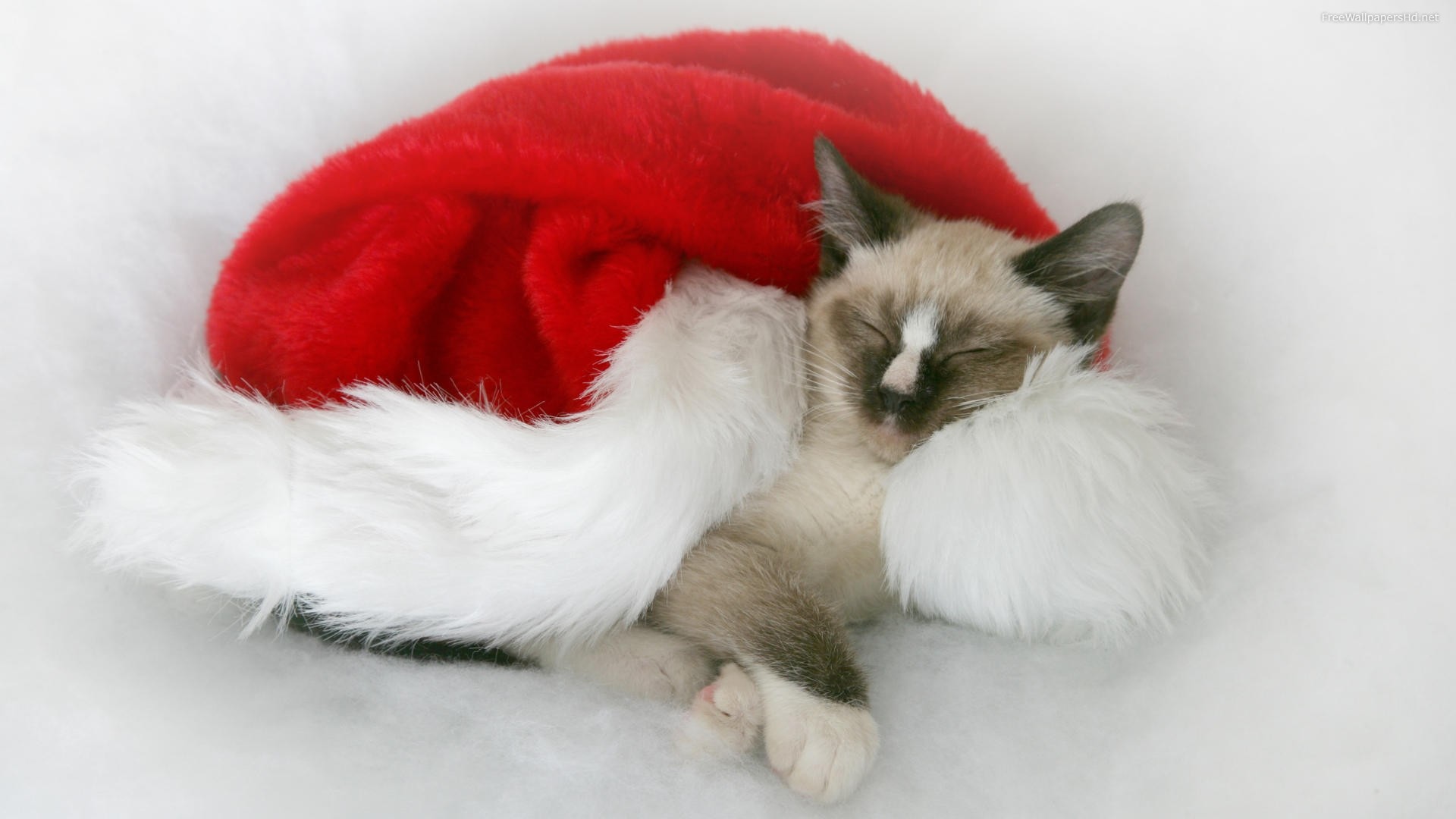 1920x1080 Cute and lovely christmas cat hd wallpaper photos 8