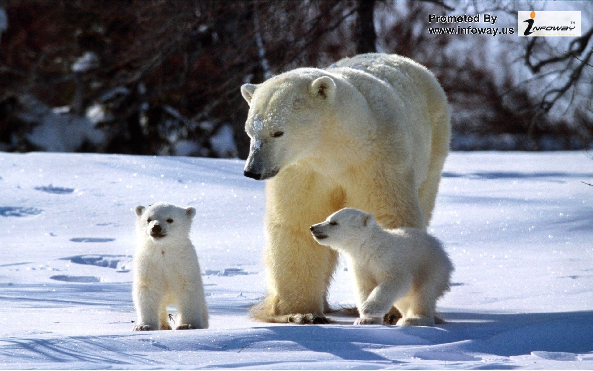 1920x1200 Cute animals pictures: Cute winter pictures animals