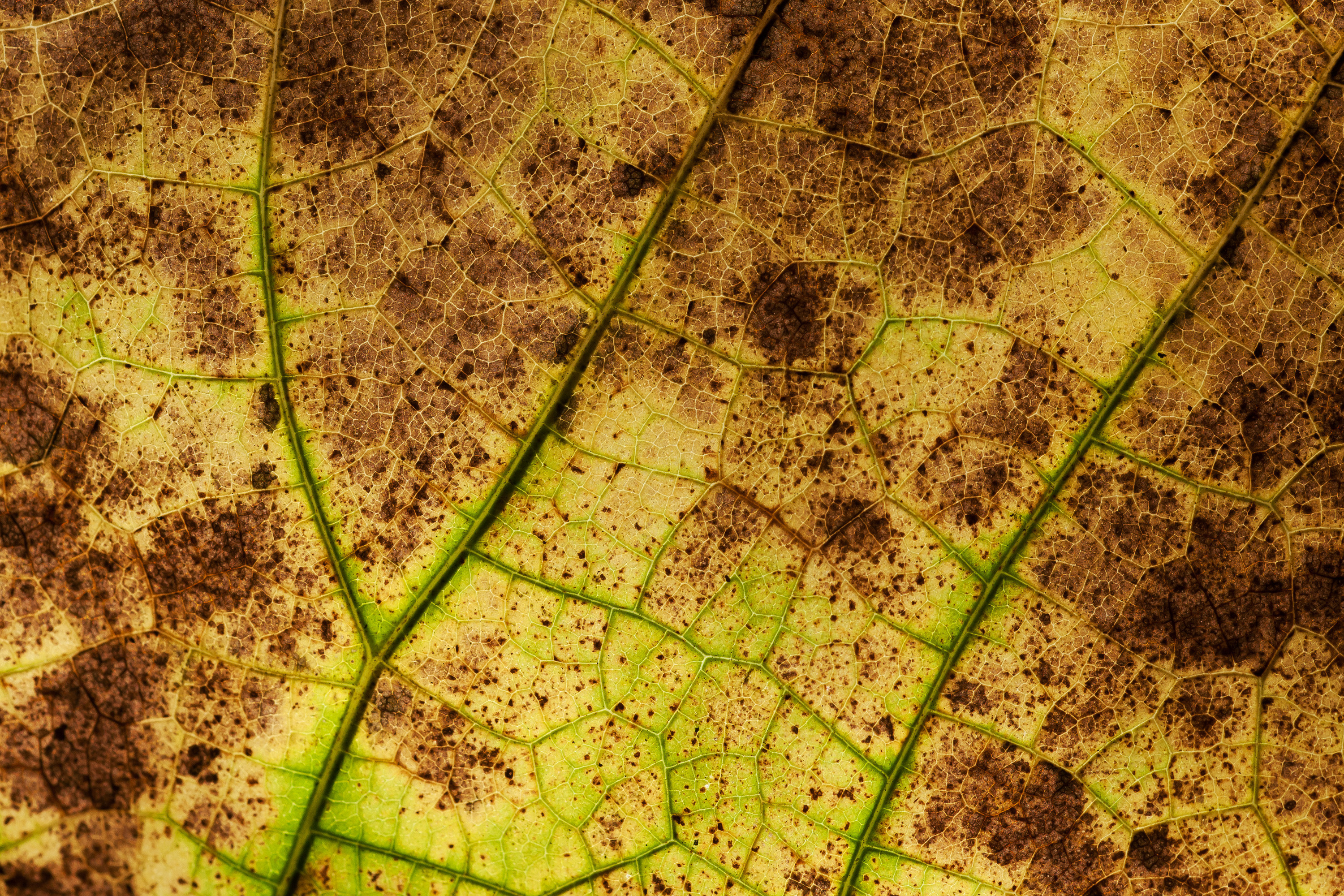 3000x2000 autumn leaf texture background image