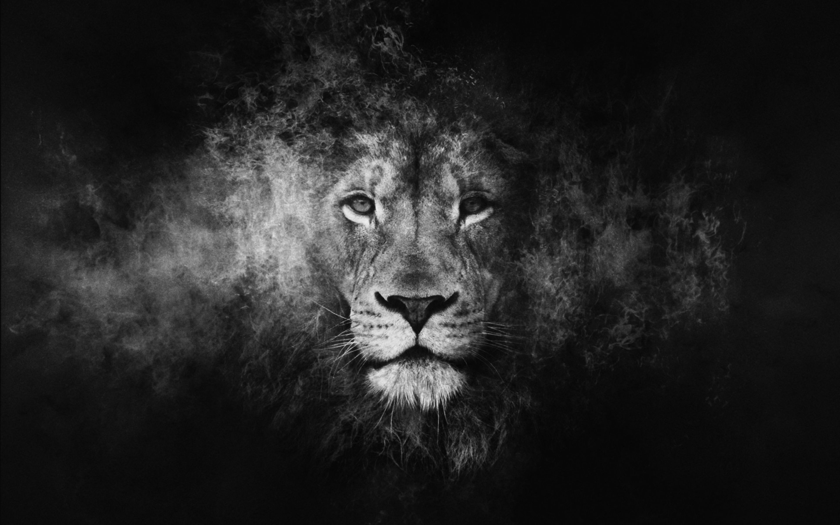 2880x1800 Lion Black And White Wallpaper Phone On Wallpaper 1080p HD