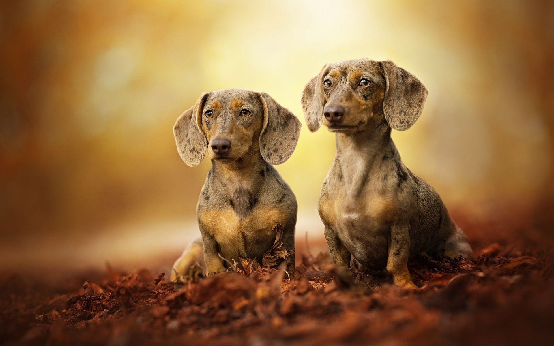 1920x1200 Dachshund, family, dogs, autumn, gray dachshund, pets, bokeh, cute