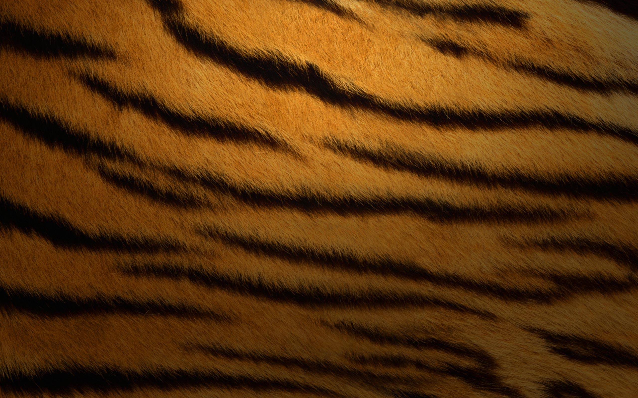 2560x1600 Tiger Fur Stripes - Wallpaper #30987