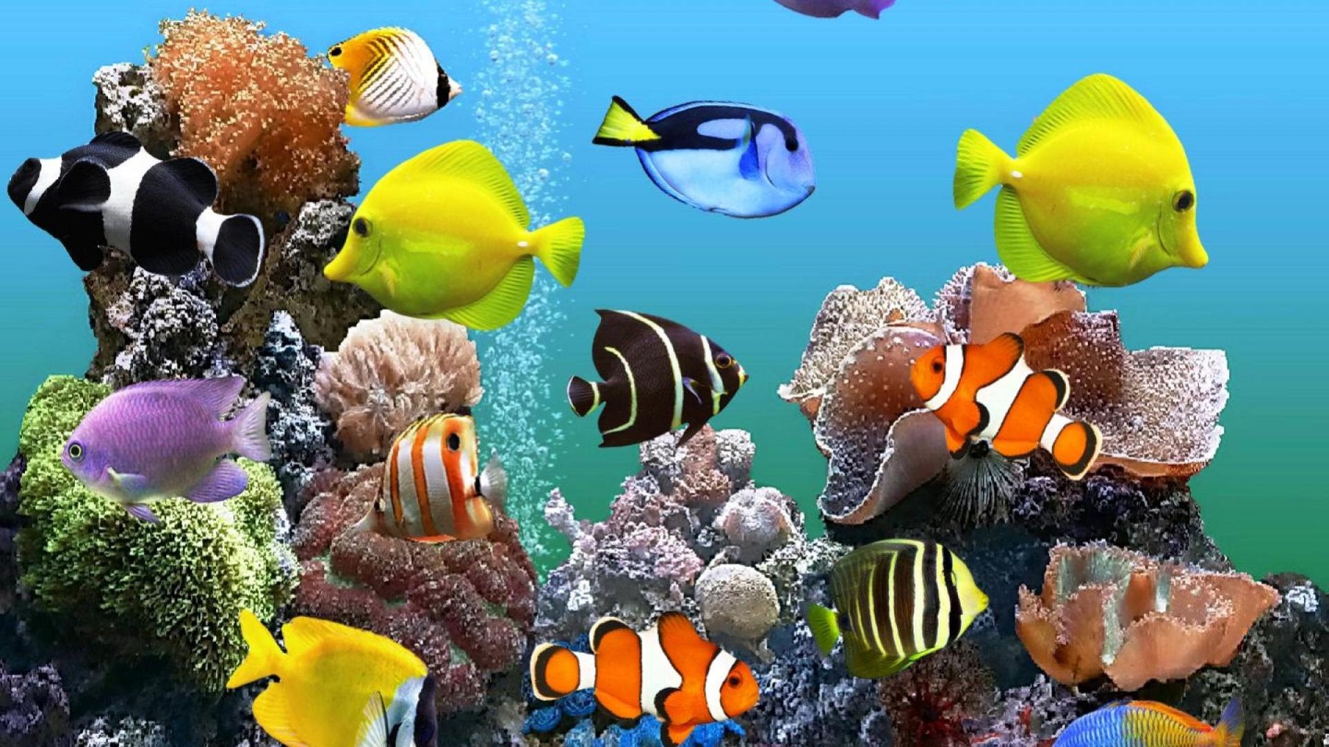 1920x1080 Marine Aquarium desktop wallpaper