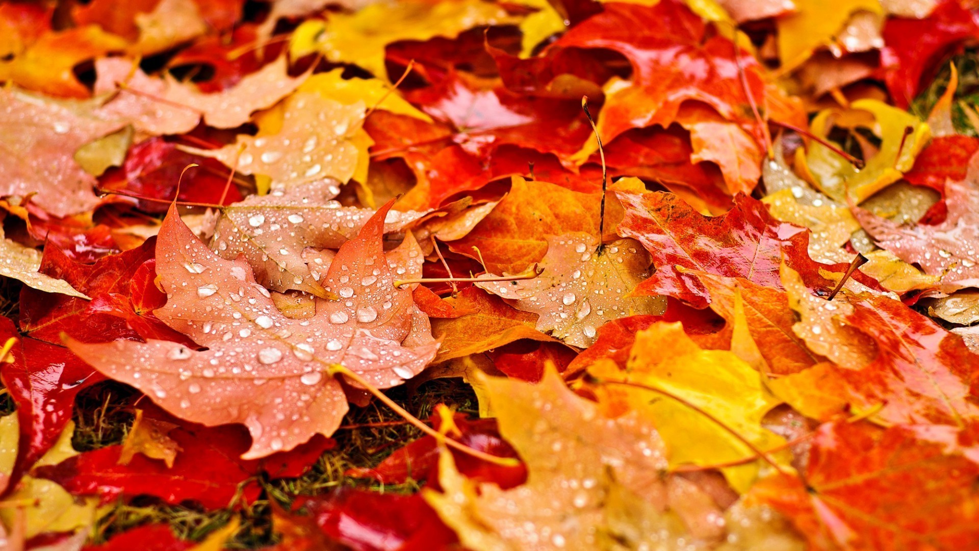 1920x1080 Fall Leaves Wallpapers Hd Resolution