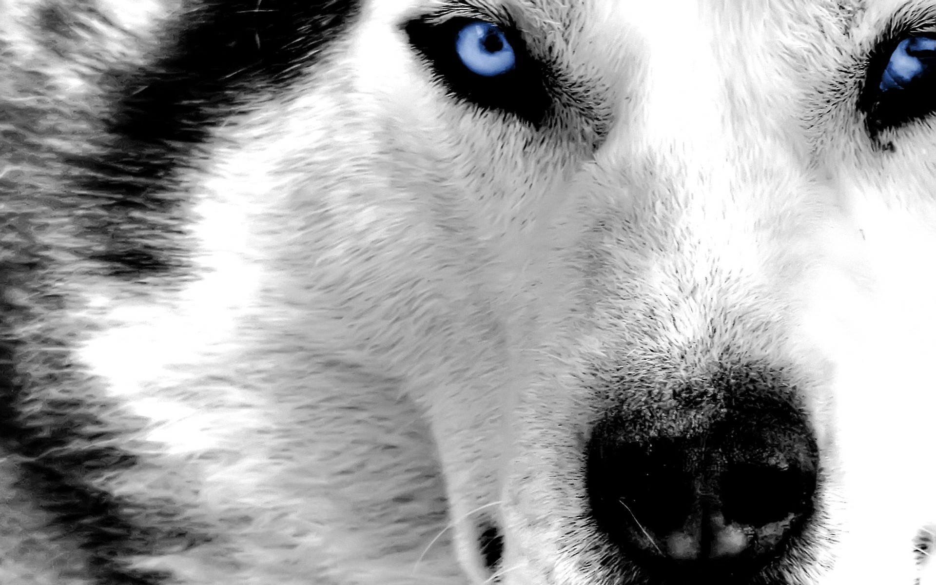 1920x1200 Really cool wolf pictures wallpaper