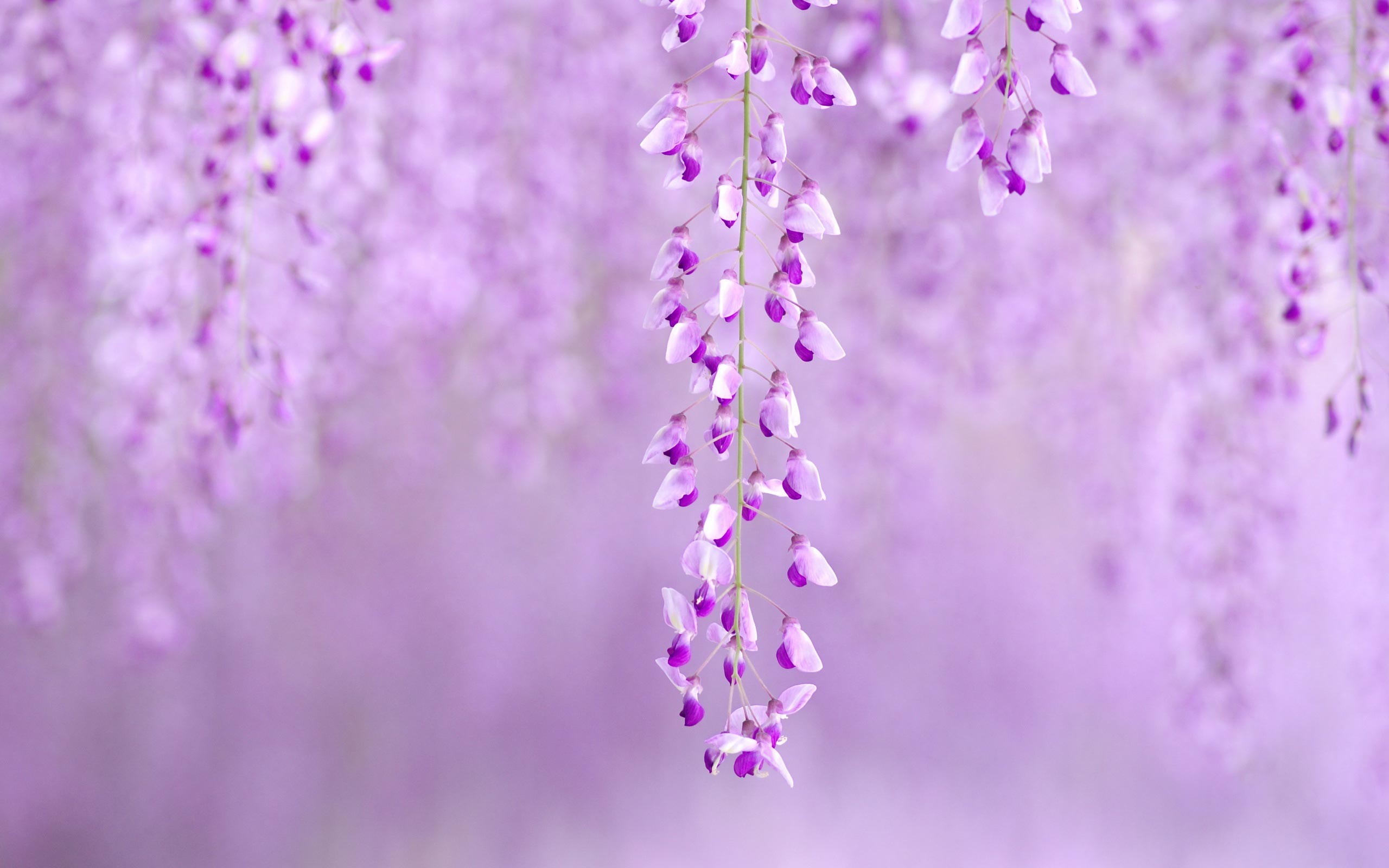 2560x1600 Spring Flowers Background - Wallpaper, High Definition, High Quality .
