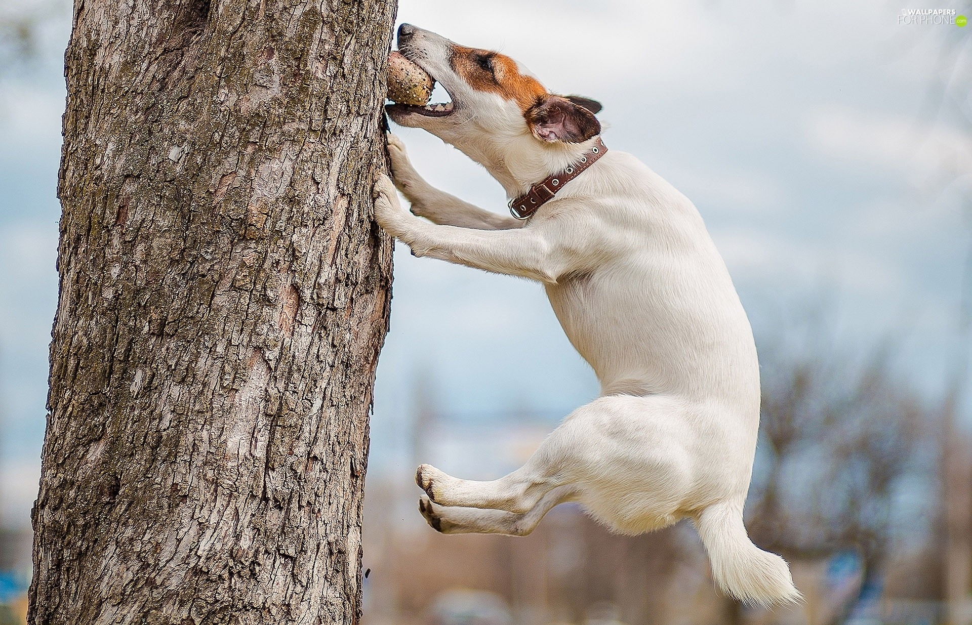 1920x1235 jump, trees, dog, Jack Russell Terrier