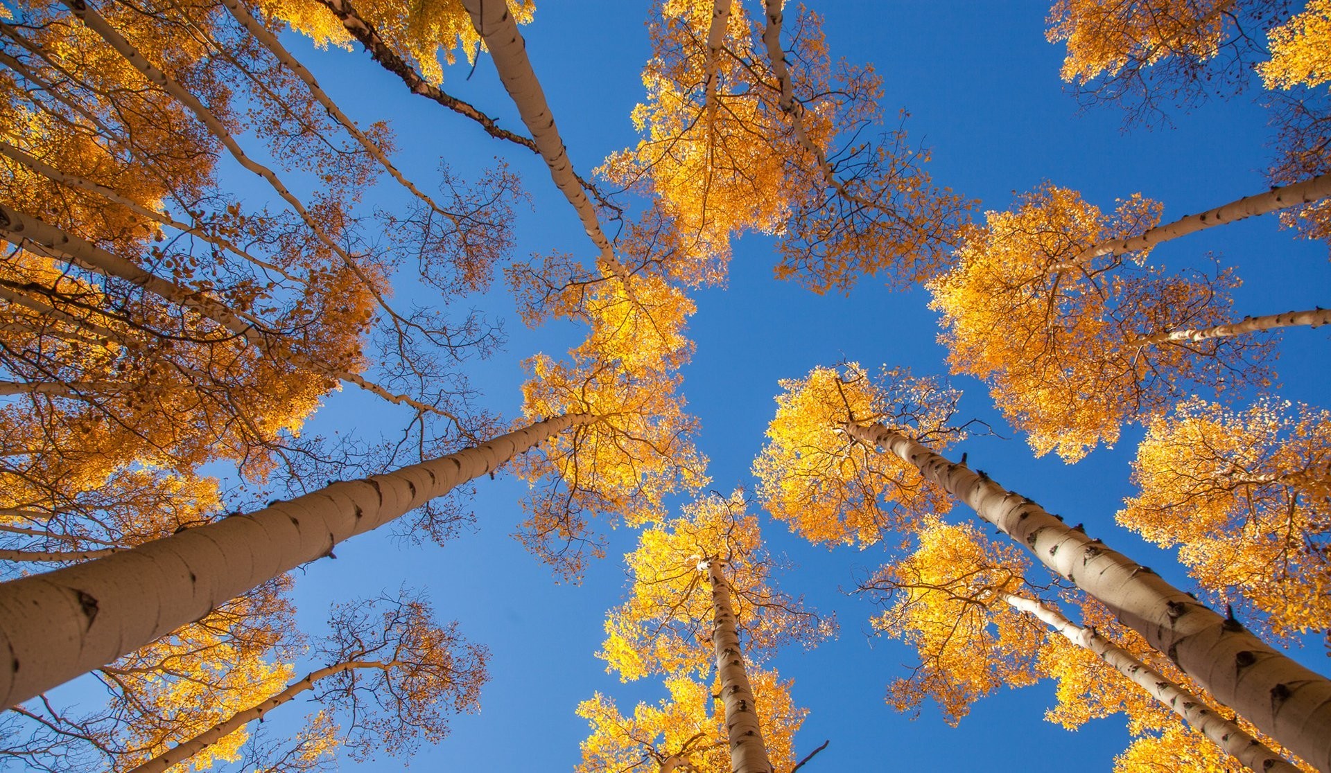 1920x1116 sky tree aspen leaves autumn trunk