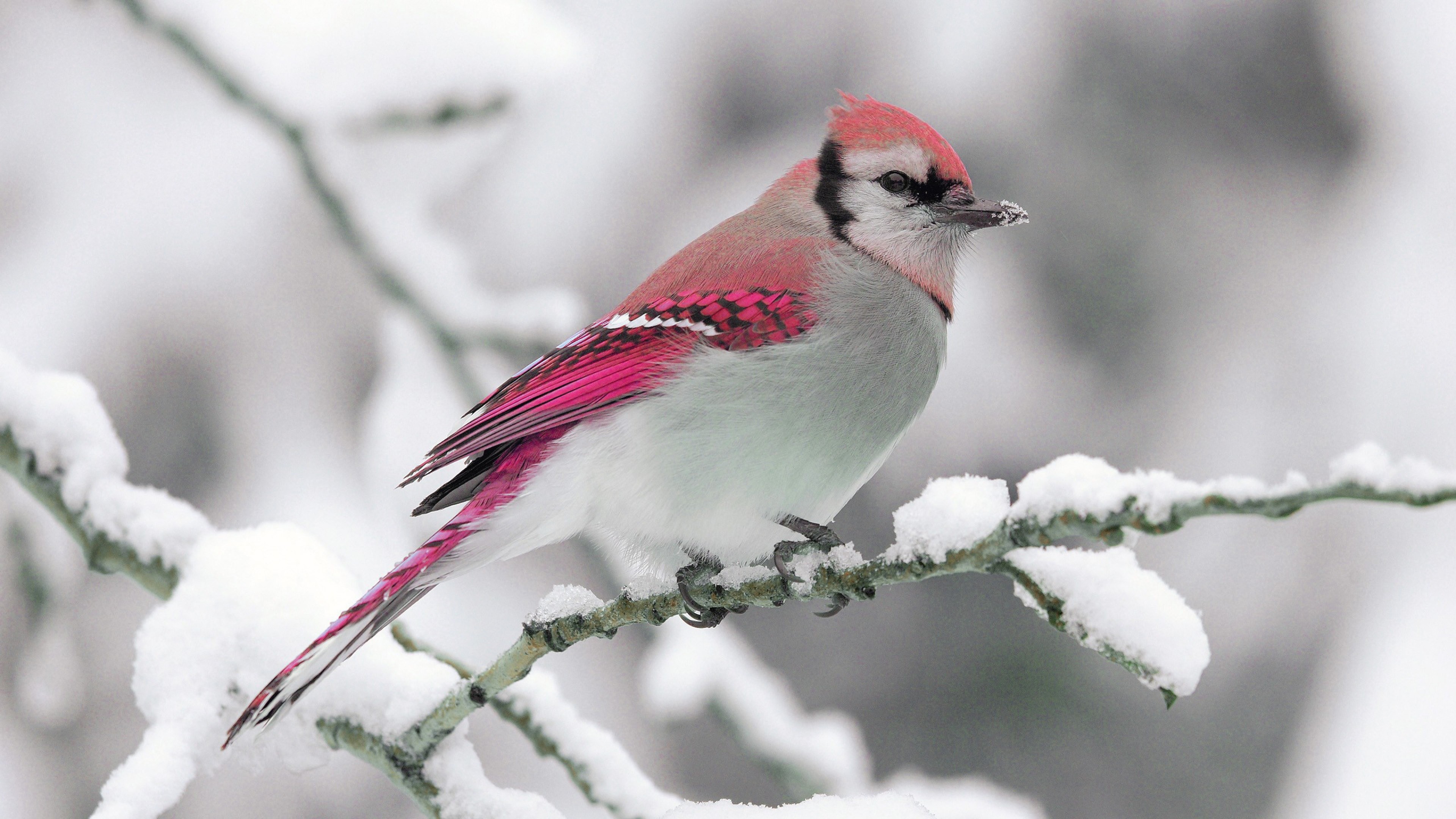 3840x2160 Preview wallpaper bird, winter, snow, branch, nature 