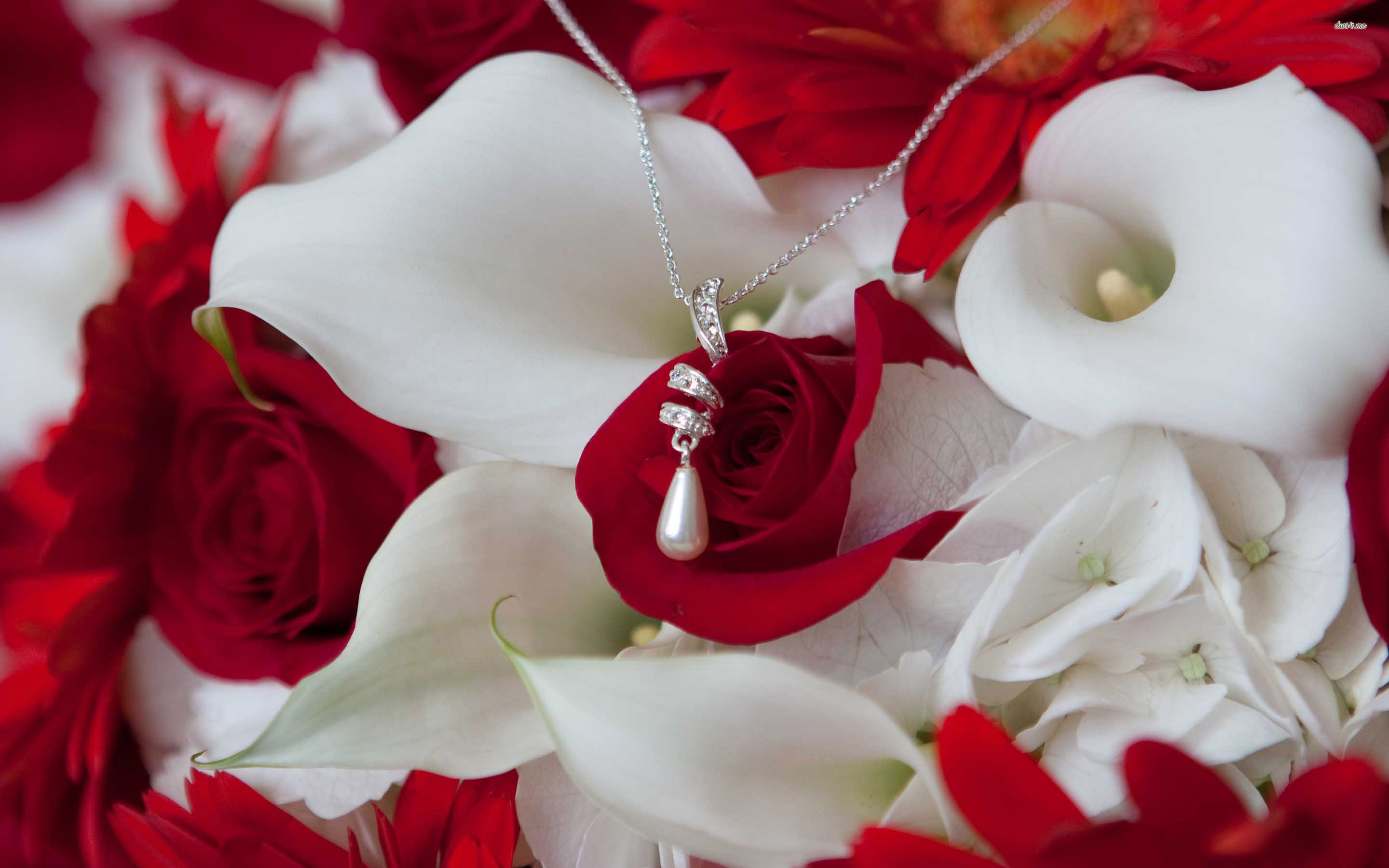 2880x1800 Red Roses Wallpapers HD A39 necklace