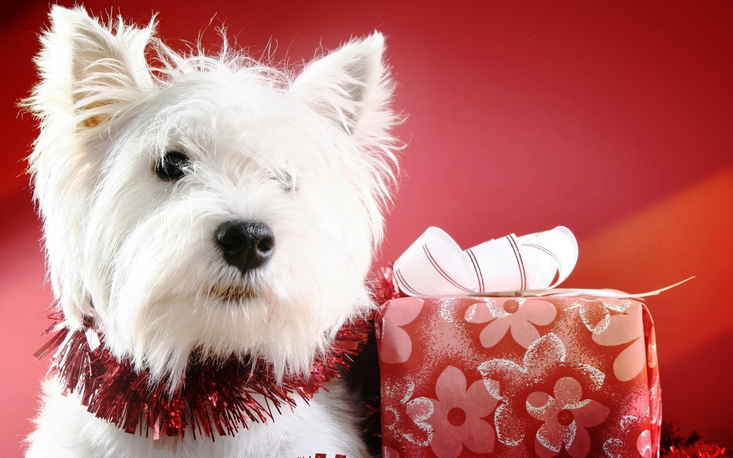 2560x1600 Cute Christmas Puppies Wallpaper Free Desktop