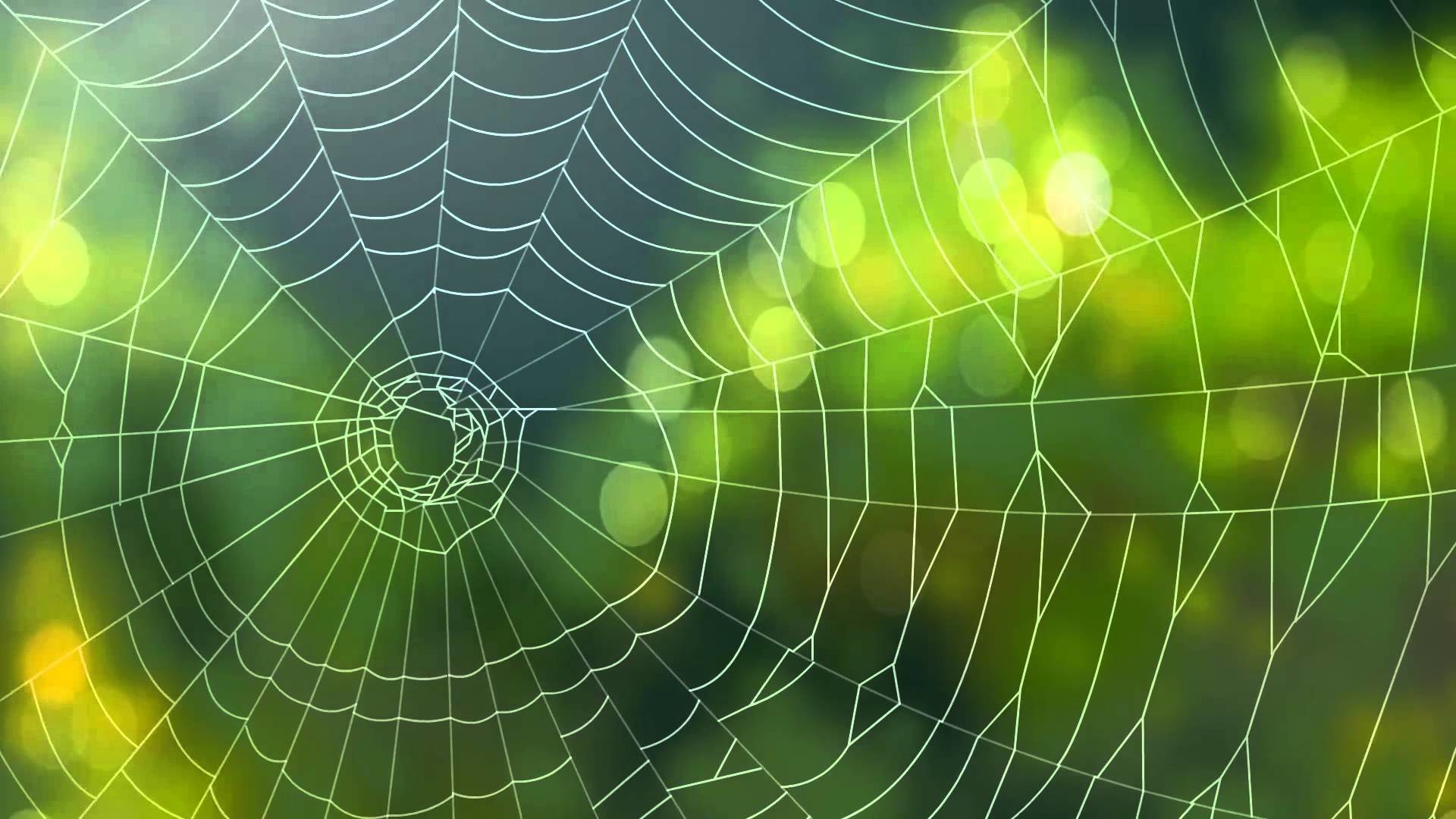1920x1080 Spider Background Video-Animated Web Backgrounds