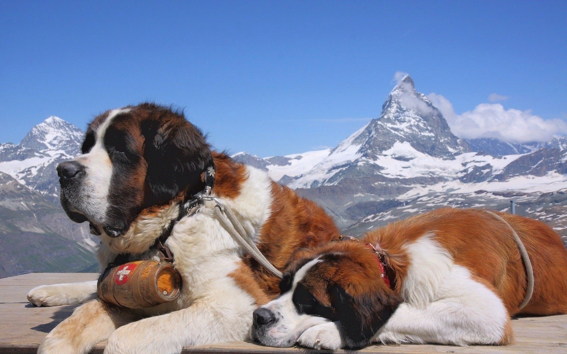 1920x1200 dog, Animals, St. Bernard, Mountain Wallpapers HD / Desktop and Mobile  Backgrounds