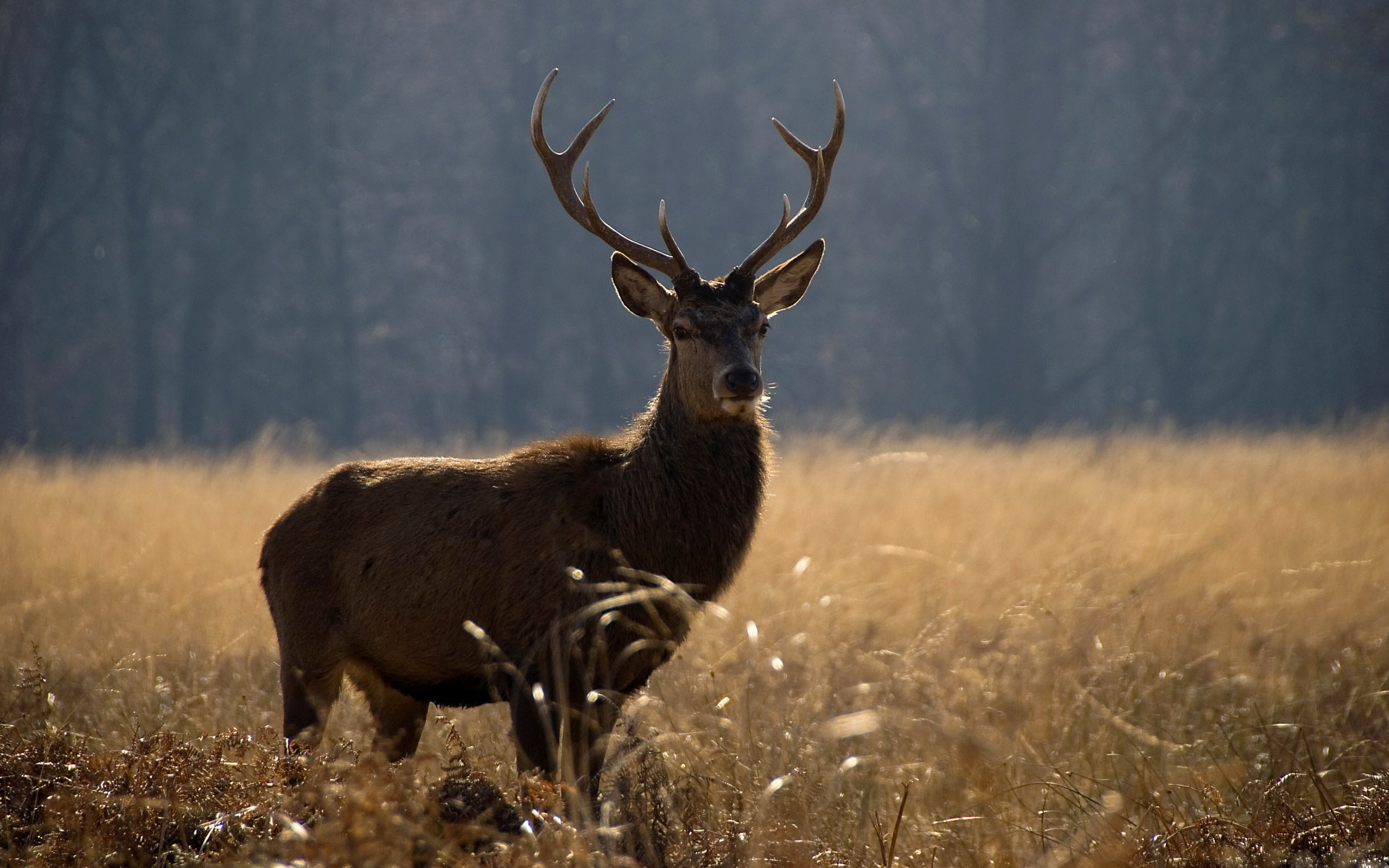 2560x1600 Deer Hunting Wallpapers.