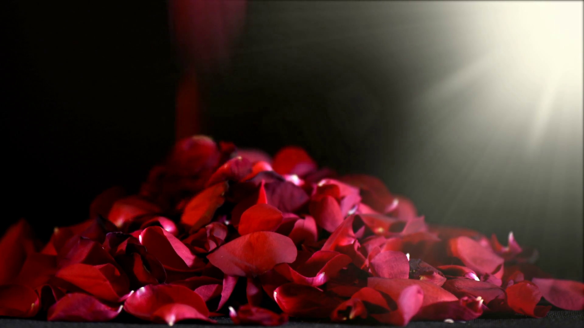 1920x1080 Valentine falling red rose petals with lens flare against a black background.  Stock Video Footage - VideoBlocks