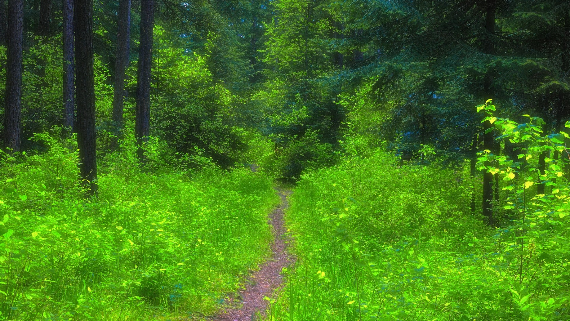 1920x1080  Wallpaper forest, path, trees, grass