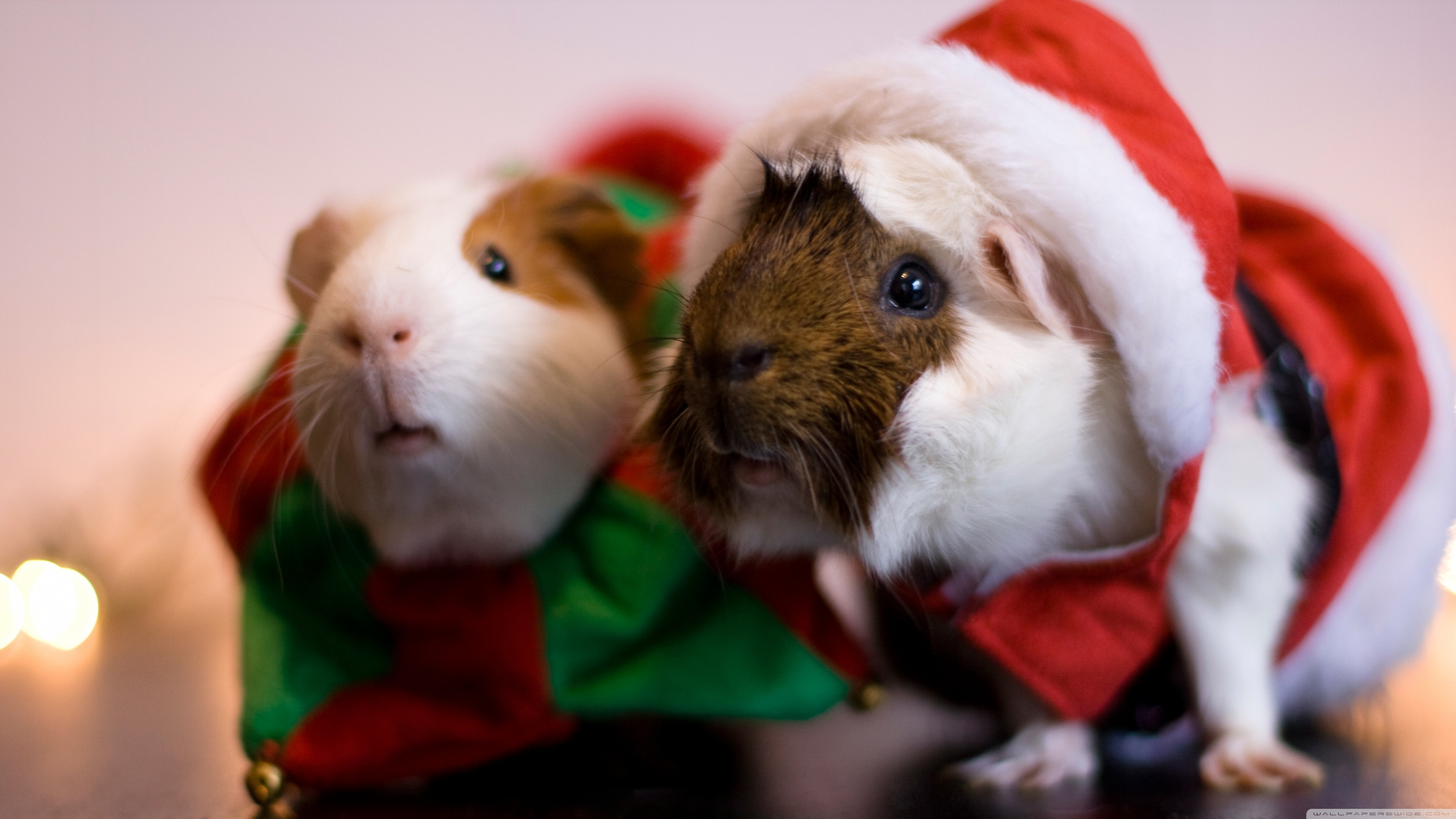 Christmas Animals Wallpapers  Wallpaper Cave
