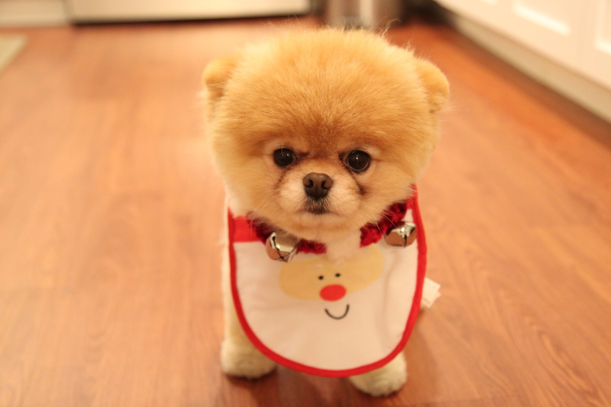 2048x1365 Boo-the-dog-is-the-cutest-dog-in-
