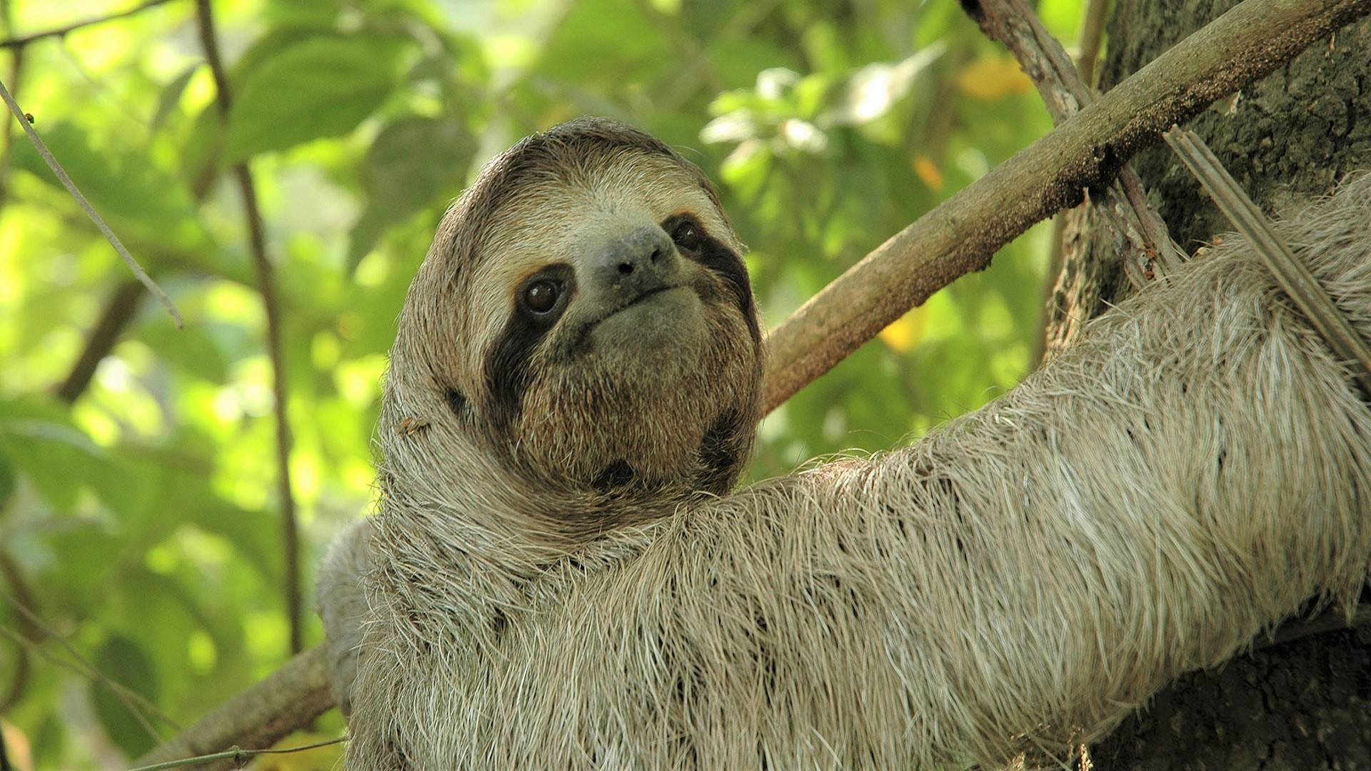 1920x1080 Cute Sloth