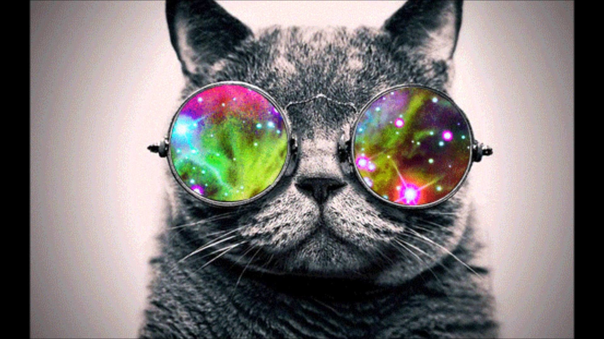 1920x1080 Cool Cat Picture from Cats. Cool Cat with shades