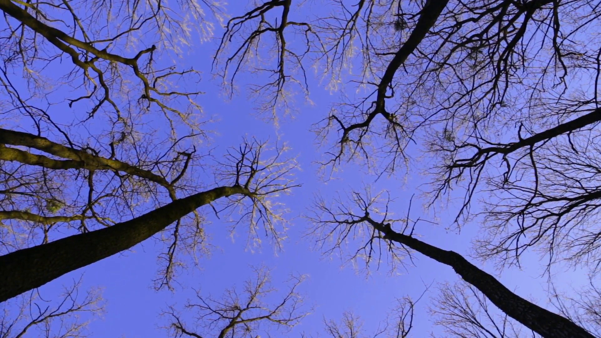 1920x1080 Rotating oak trees on the spring blue sky Stock Video Footage - Storyblocks  Video