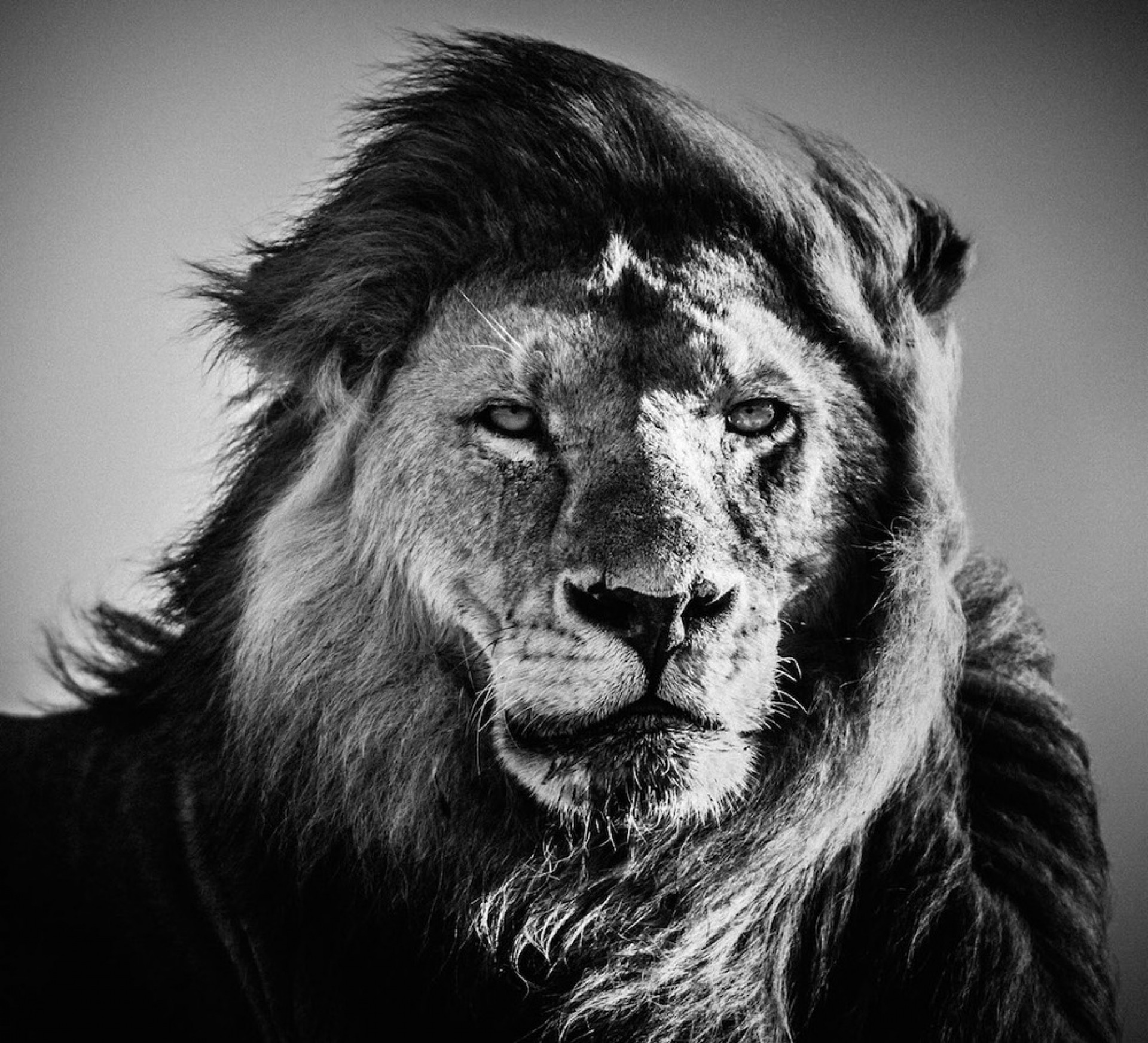 1920x1745 Download Black And White Photography Lion Wallpapers HD for Mobile