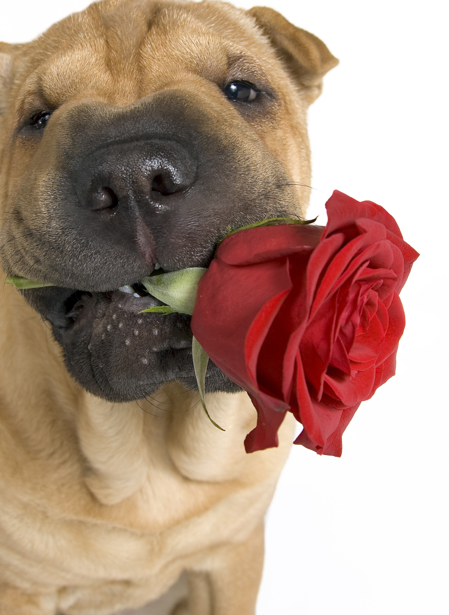 1574x2154 Shar Pei nice portrait Â· Shar Pei dog with cute rose