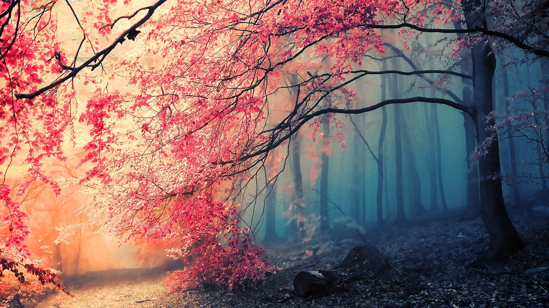 1920x1080 pink flowering tree, landscape photo of forest, nature, trees