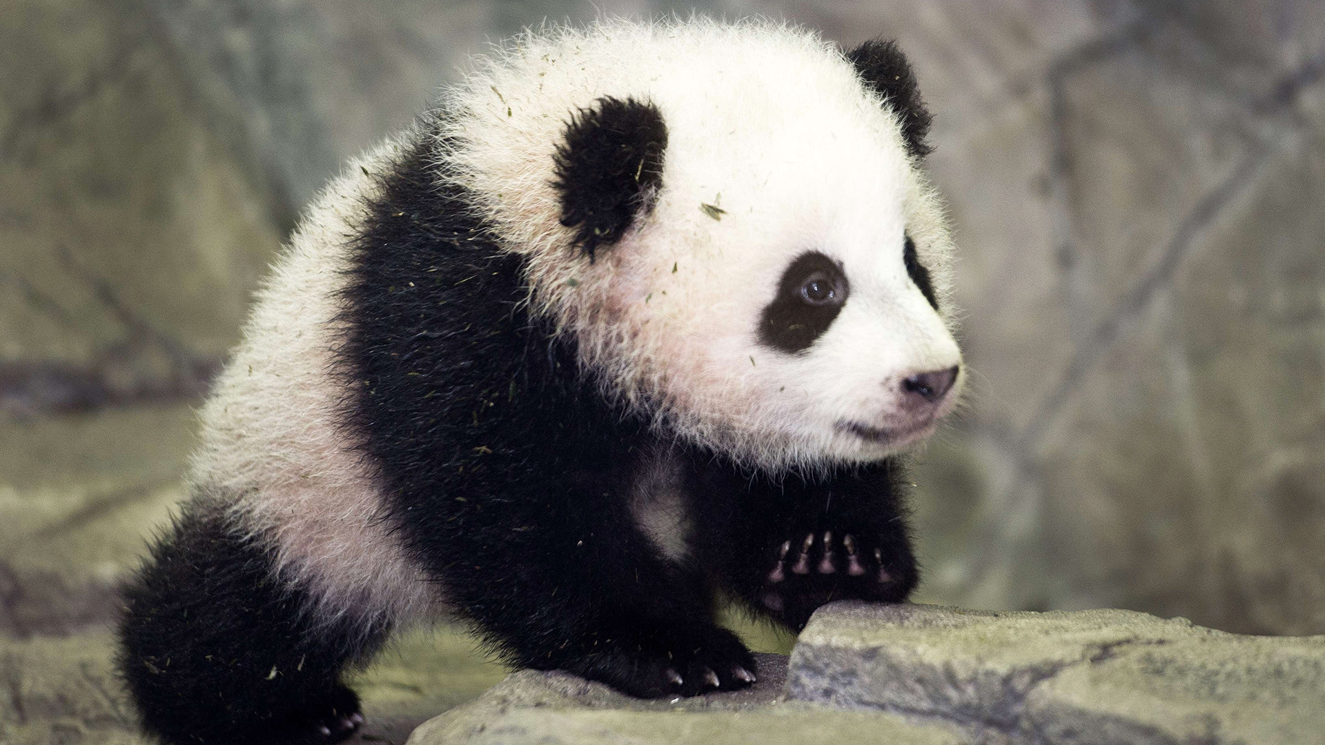 1920x1080 WASHINGTON - The National Zoo says panda cub Bao Bao (bow bow) is growing  just as she should be. kvoa.com | Animals - Da Bears | Pinterest | Cubs  wallpaper, ...