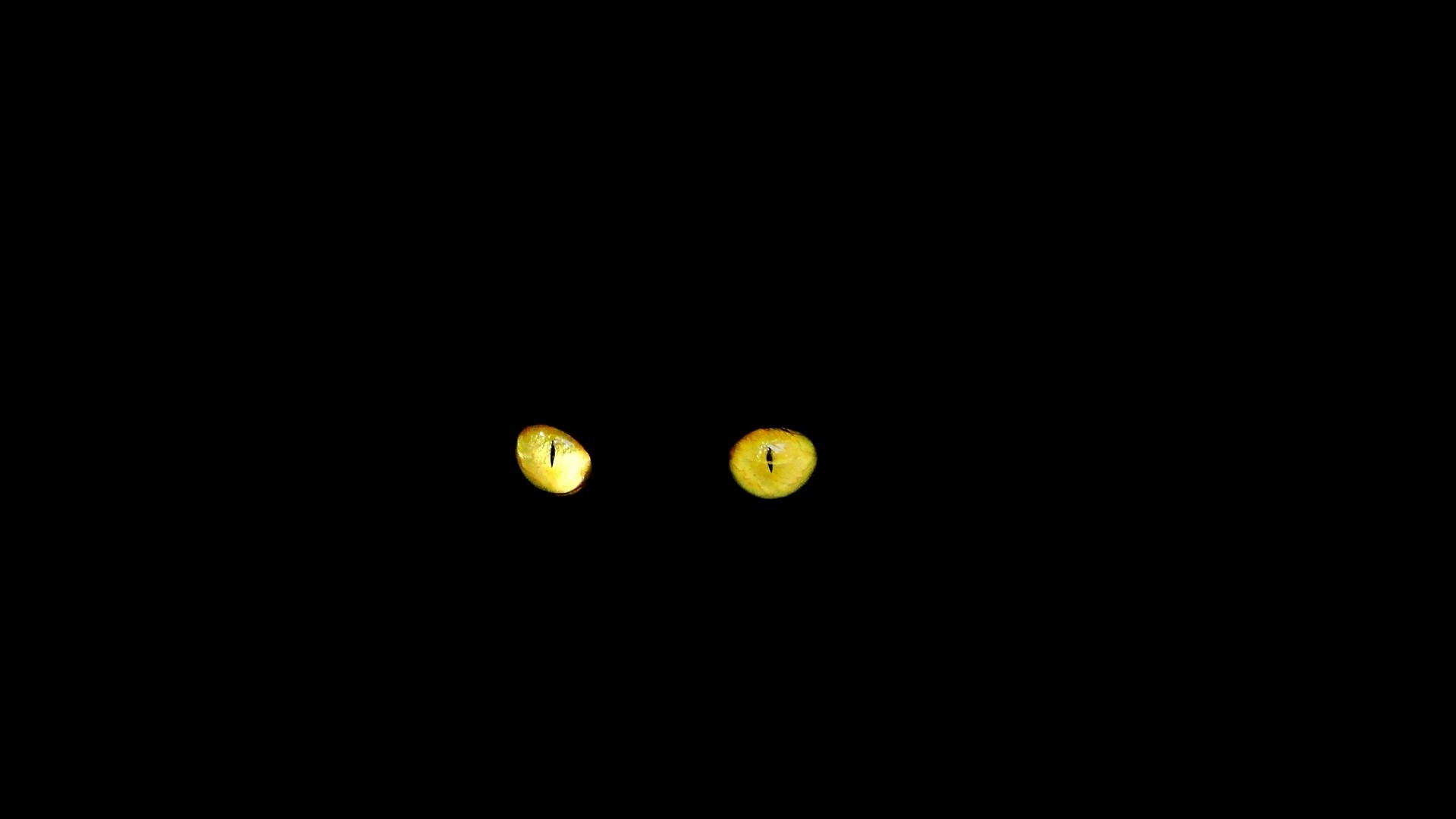 1920x1080 cat insect feline black cat circle lens flare screenshot cat's eyes  computer wallpaper