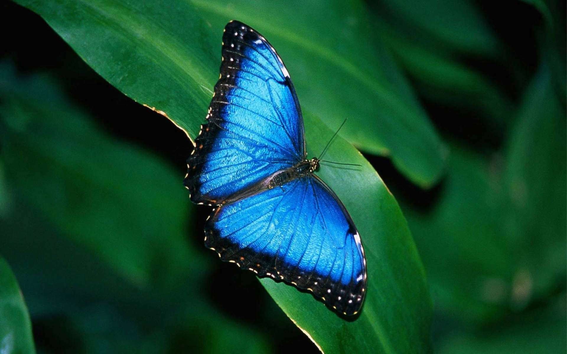 1920x1200 Blue Butterfly B:183183-PN 100% Quality HD Backgrounds