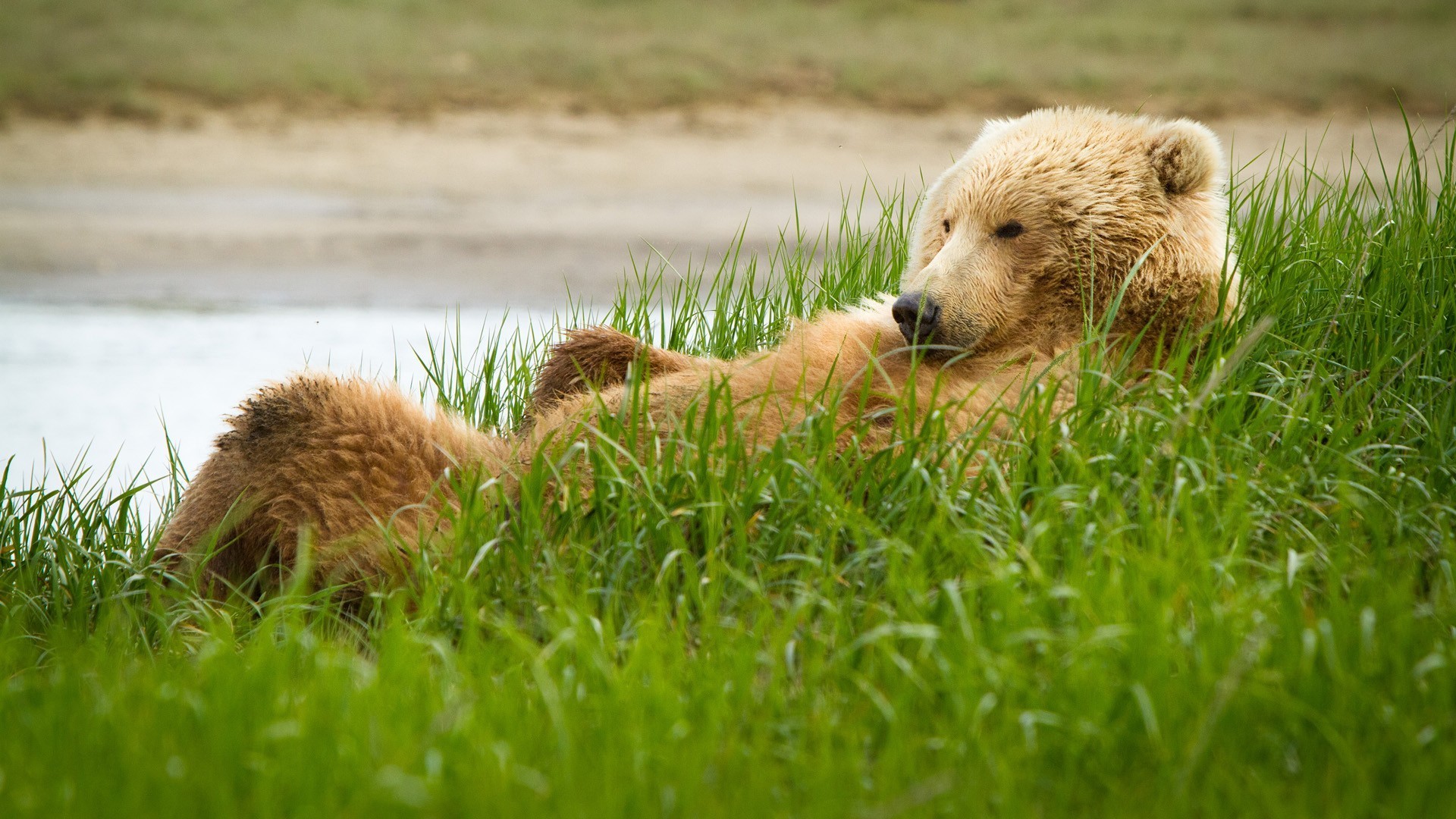 1920x1080  Wallpaper grizzly, bear, grass, lie, funny
